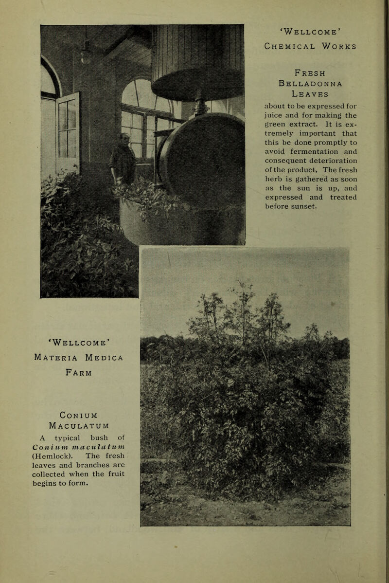 ‘Wellcome’ Chemical Works F RESH Belladonna Leaves about to be expressed for juice and for making the green extract. It is ex- tremely important that this be done promptly to avoid fermentation and consequent deterioration of the product. The fresh herb is gathered as soon as the sun is up, and expressed and treated before sunset. ‘Wellcome’ Materia Medica Farm CONIUM MACULATUM A typical bush of Conium maciilat u in (Hemlock). The fresh leaves and branches are collected when the fruit begins to form.