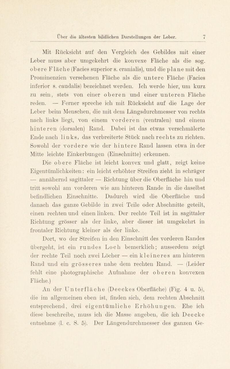 Mit Rücksicht auf den Vergleich des Gebildes mit einer Leber muss aber umgekehrt die konvexe Fläche als die sog. obere Fläche (Facies superior s. cranialis), und die plane mit den Prominenzien versehenen Fläche als die untere Fläche (Facies inferior s. caudalis) bezeichnet werden. Ich werde hier, um kurz zu sein, stets von einer oberen und einer unteren Fläche reden. — Ferner spreche ich mit Rücksicht auf die Lage der Leber beim Menschen, die mit dem Längsdurchmesser von rechts nach links liegt, von einem vorderen (ventralen) und einem hinteren (dorsalen) Rand. Dabei ist das etwas verschmälerte Ende nach links, das verbreiterte Stück nach rechts zu richten. Sowohl der vordere wie der hintere Rand lassen etwa Inder Mitte leichte Einkerbungen (Einschnitte) erkennen. Die obere Fläche ist leicht konvex und glatt, zeigt keine Eigentümlichkeiten: ein leicht erhöhter Streifen zieht in schräger — annähernd sagittaler — Richtung über die Oberfläche hin und tritt sowohl am vorderen wie am hinteren Rande in die daselbst befindlichen Einschnitte. Dadurch wird die Oberfläche und danach das ganze Gebilde in zwei Teile oder Abschnitte geteilt, einen rechten und einen linken. Der rechte Teil ist in sagittaler Richtung grösser als der linke, aber dieser ist umgekehrt in frontaler Richtung kleiner als der linke. Dort, wo der Streifen in den Einschnitt des vorderen Randes übergeht, ist ein rundes Loch bemerklich; ausserdem zeigt der rechte Teil noch zwei Löcher — ein kleineres am hinteren Rand und ein grösseres nahe dem rechten Rand. — (Leider fehlt eine photographische Aufnahme der oberen konvexen Fläche.) An der Unterfläche (Deeckes Oberfläche) (Fig. 4 u. 5), die im allgemeinen eben ist, finden sich, dem rechten Abschnitt entsprechend, drei eigentümliche Erhöhungen. Ehe ich diese beschreibe, muss ich die Masse angebeu, die ich Deecke entnehme (1. c. S. 5). Der Längendurchmesser des ganzen Ge-