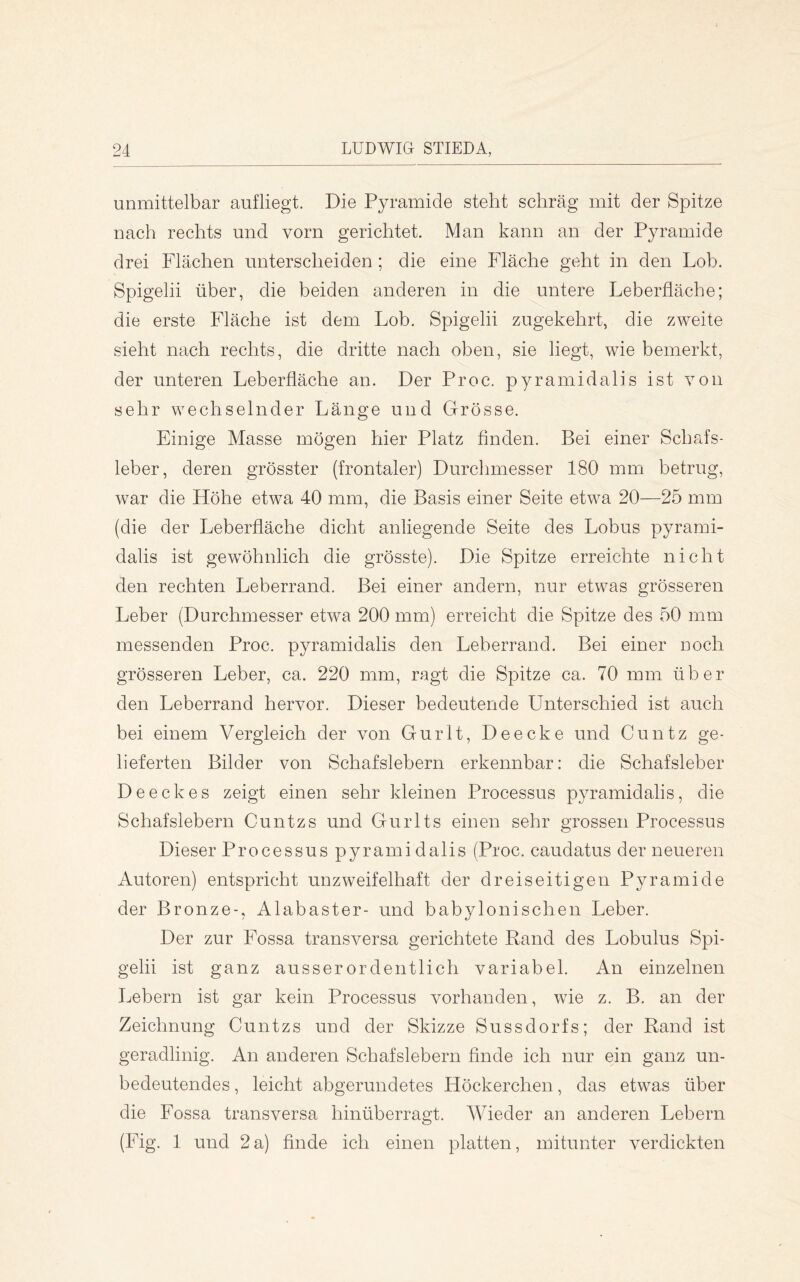 unmittelbar auf liegt. Die Pyramide steht schräg mit der Spitze nach rechts und vorn gerichtet. Man kann an der Pyramide drei Flächen unterscheiden ; die eine Fläche geht in den Lob. Spigelii über, die beiden anderen in die untere Leberfläche; die erste Fläche ist dem Lob. Spigelii zugekehrt, die zweite sieht nach rechts, die dritte nach oben, sie liegt, wie bemerkt, der unteren Leberfläche an. Der Proc. pyramidalis ist von sehr wechselnder Länge und Grösse. Einige Masse mögen hier Platz Anden. Bei einer Schafs- leber, deren grösster (frontaler) Durchmesser 180 mm betrug, war die Höhe etwa 40 mm, die Basis einer Seite etwa 20—25 mm (die der Leberfläche dicht anliegende Seite des Lohns pyrami- dalis ist gewöhnlich die grösste). Die Spitze erreichte nicht den rechten Leberrand. Bei einer andern, nur etwas grösseren Leber (Durchmesser etwa 200 mm) erreicht die Spitze des 50 mm messenden Proc. pyramidalis den Leberrand. Bei einer noch grösseren Leber, ca. 220 mm, ragt die Spitze ca. 70 mm über den Leberrand hervor. Dieser bedeutende Unterschied ist auch bei einem Vergleich der von Gurlt, Deecke und Cuntz ge- lieferten Bilder von Schafslebern erkennbar: die Schafsleber Deeckes zeigt einen sehr kleinen Processus pyramidalis, die Schafslebern Cuntzs und Gurlts einen sehr grossen Processus Dieser Processus pyramidalis (Proc. caudatus der neueren Autoren) entspricht unzweifelhaft der dreiseitigen Pyramide der Bronze-, Alabaster- und babylonischen Leber. Der zur Fossa transversa gerichtete Rand des Lobulus Spi- gelii ist ganz ausserordentlich variabel. An einzelnen Lebern ist gar kein Processus vorhanden, wie z. B. an der Zeichnung Cuntzs und der Skizze Sussdorfs; der Rand ist geradlinig. An anderen Schafslebern flnde ich nur ein ganz un- bedeutendes , leicht abgerundetes Höckerchen, das etwas über die Fossa transversa hinüberragt. Wieder an anderen Lebern (Fig. 1 und 2a) flnde ich einen platten, mitunter verdickten