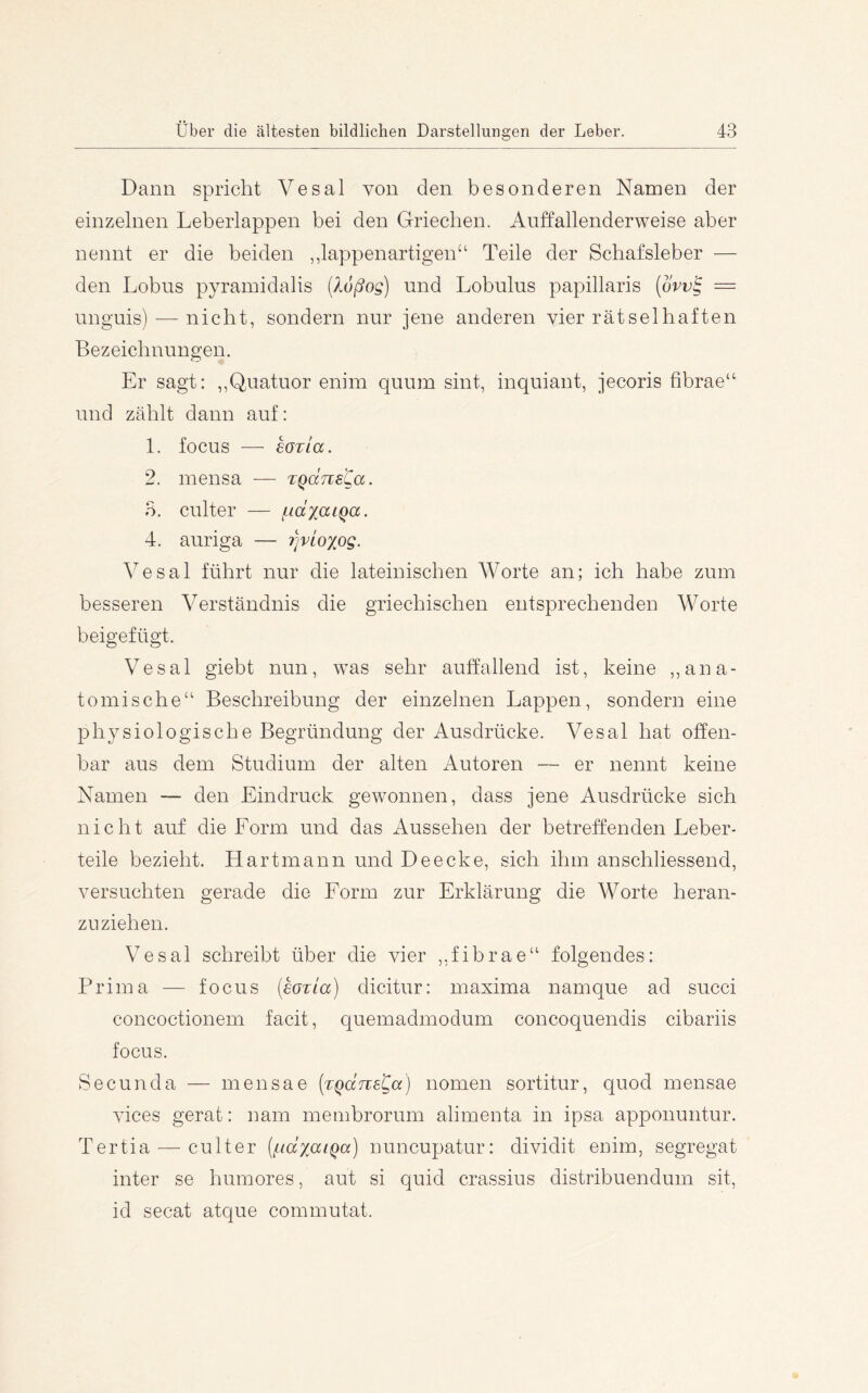 Dann spricht Vesal von den besonderen Namen der einzelnen Leberlappen bei den Griechen. Anffallenderweise aber nennt er die beiden „lappenartigen“ Teile der Schafsleber — den Lohns pyramidalis (Xoßog) und Lobnlus papillaris {ovv^ = unguis) — nicht, sondern nur jene anderen vier rätselhaften Bezeichnungen. Er sagt: ,,Quatuor enim quum sint, inquiant, jecoris fibrae“ und zählt dann auf: 1. focus — höTia. 2. mensa — zgäne^a. 3. culter — f-idxaiQa. 4. auriga — rjvioxog. Vesal führt nur die lateinischen Worte an; ich habe zum besseren Verständnis die griechischen entsprechenden Worte beigefügt. Vesal giebt nun, was sehr auffallend ist, keine ,,ana- tomische“ Beschreibung der einzelnen Lappen, sondern eine physiologische Begründung der Ausdrücke. Vesal hat offen- bar aus dem Studium der alten Autoren — er nennt keine Namen — den Eindruck gewonnen, dass jene Ausdrücke sich nicht auf die Form und das Aussehen der betreffenden Leber- teile bezieht. Hartmann und Deecke, sich ihm anschliessend, versuchten gerade die Form zur Erklärung die Worte heran- zuziehen. Vesal schreibt über die vier ,,fibrae“ folgendes: Prima — focus {eozia) dicitur: maxima namque ad succi concoctionem facit, quemadmodum concoquendis cibariis focus. Secunda — mensae [zQoineQa) nomen sortitur, quod mensae vices gerat: nam membrorum alimenta in ipsa apponuntur. Tertia — culter (i.id%aiQa) nuncupatur: dividit enim, segregat inter se humores, aut si quid crassius distribuendum sit, id secat atque commutat.