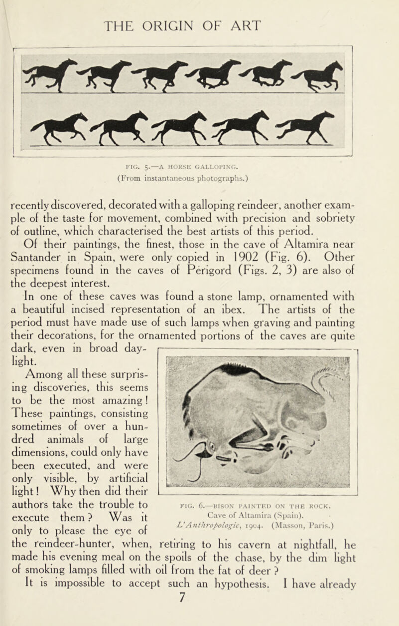 FK;. 5.—A IIOKSE GALLOl'INC;. (From instantaneous photographs.) recently discovered, decorated with a galloping reindeer, another exam- ple of the taste for movement, combined with precision and sobriety of outline, which characterised the best artists of this period. Of their paintings, the finest, those in the cave of Altamira near Santander in Spam, were only copied in 1902 (Fig. 6). Other specimens found in the caves of Perigord (Figs. 2, 3) are also of the deepest interest. In one of these caves was found a stone lamp, ornamented with a beautiful incised representation of an ibex. The artists of the period must have made use of such lamps when graving and painting their decorations, for the ornamented portions of the caves are quite dark, even in broad day- light. Among all these surpris- ing discoveries, this seems to be the most amazing! These paintings, consisting sometimes of over a hun- dred animals of large dimensions, could only have been executed, and were only visible, by artificial light! Why then did their authors take the trouble to execute them ? Was it only to please the eye of the reindeer-hunter, when, retiring to his cavern at nightfall, he made his evening meal on the spoils of the chase, by the dim light of smoking lamps filled with oil from the fat of deer ? It IS impossible to accept such an hypothesis. I have already