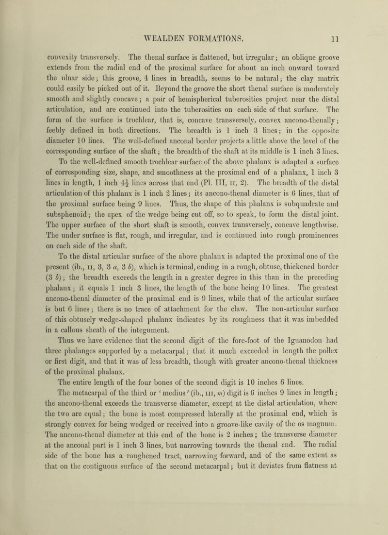 convexity transversely. The thenal surface is flattened, but irregular; an oblique groove extends from the radial end of the proximal surface for about an inch onward toward the ulnar side; this groove, 4 lines in breadth, seems to be natural; the clay matrix could easily be picked out of it. Beyond the groove the short thenal surface is moderately smooth and slightly concave; a pair of hemispherical tuberosities project near the distal articulation, and are continued into the tuberosities on each side of that surface. The form of the surface is trochlear, that is, concave transversely, convex ancono-thenally; feebly defined in both directions. The breadth is 1 inch 3 lines; in the opposite diameter 10 lines. The well-defined anconal border projects a little above the level of the corresponding surface of the shaft; the breadth of the shaft at its middle is 1 inch 3 lines. To the well-defined smooth trochlear surface of the above phalanx is adapted a surface of corresponding size, shape, and smoothness at the proximal end of a phalanx, 1 inch 3 lines in length, 1 inch 4^ lines across that end (PI. Ill, ii, 2). The breadth of the distal articulation of this phalanx is 1 inch 2 lines; its ancono-thenal diameter is 6 lines, that of the proximal surface being 9 lines. Thus, the shape of this phalanx is subquadrate and subsphenoid; the apex of the wedge being cut off, so to speak, to form the distal joint. The upper surface of the short shaft is smooth, convex transversely, concave lengthwise. The under surface is flat, rough, and irregular, and is continued into rough prominences on each side of the shaft. To the distal articular surface of the above phalanx is adapted the proximal one of the present (ib., ii, 3, 3 «, 3 b), which is terminal, ending in a rough, obtuse, thickened border (3 b); the breadth exceeds the length in a greater degree in this than in the preceding phalanx; it equals 1 inch 3 lines, the length of the bone being 10 lines. The greatest ancono-thenal diameter of the proximal end is 9 lines, while that of the articular surface is but G lines; there is no trace of attachment for the claw. The non-articular surface of this obtusely wedge-shaped phalanx indicates by its roughness that it was imbedded in a callous sheath of the integument. Thus we have evidence that the second digit of the fore-foot of the Iguanodon had three phalanges supported by a metacarpal; that it much exceeded in length the pollex or first digit, and that it was of less breadth, though with greater ancono-thenal thickness of the proximal phalanx. The entire length of the four bones of the second digit is 10 inches 6 lines. The metacarpal of the third or ‘ medius ’ (ib., in, m) digit is 6 inches 9 lines in length; the ancono-thenal exceeds the transverse diameter, except at the distal articulation, where the two are equal; the bone is most compressed laterally at the proximal end, which is strongly convex for being wedged or received into a groove-like cavity of the os magnum. The ancono-thenal diameter at this end of the bone is 2 inches; the transverse diameter at the anconal part is 1 inch 3 lines, but narrowing towards the thenal end. The radial side of the bone has a roughened tract, narrowing forward, and of the same extent as that on the contiguous surface of the second metacarpal; but it deviates from flatness at