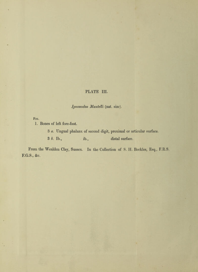 Jgiianodon Mantelli (nat. size). Fig. 1. Bones of left fore-foot. 3 a. Ungual phalanx of second digit, proximal or articular surface. 3 h. Ib., ib., distal surface. Prom the Wealden Clay, Sussex. In the Collection of S. H. Beckles, Esq., F.R.S. E.G.S., &c.