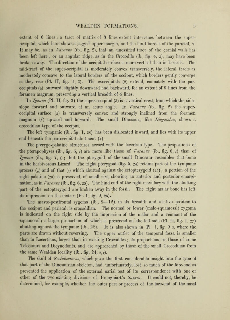 extent of 6 lines ; a tract of matrix of 3 lines extent intervenes between the snper- occipital, which here shows a jagged upper margin, and the hind border of the parietal, 7. It may be, as in Varcmus (ib., fig. 2), that an imossified tract of the cranial walls has been left here; or an angular ridge, as in the Crocodile (ib., fig. 4, 3), may have been broken away. The direction of the occipital surface is more vertical than in Lizards. The mid-tract of the super-occipital is moderately convex transversely, the lateral tracts as moderately concave to the lateral borders of the occiput, which borders gently converge as they rise (PI. II, fig. 1, 3). The exoccipitals (2) extend, connately with the par- occipitals (4), outward, slightly downward and backward, for an extent of 9 lines from the foramen magnum, preserving a vertical breadth of 4 lines. In Iguana (PI. II, fig. 3) the super-occipital (3) is a vertical crest, from which the sides slope forward and outward at an acute angle. In Varanus (ib., fig. 2) the super- occipital surface (3) is transversely convex and strongly inclined from the foramen magnum (/) upward and forward. The small Dinosaur, like Bicynodon, shows a crocodilian type of the occiput. The left tympanic (ib., fig. 1, 28) has been dislocated inward, and lies with its upper end beneath the par-occipital abutment (4). The pterygo-palatine structures accord with the lacertian type. The proportions of the pterapophyses (ib., fig. 5, i) are more like those of Varanus (ib., fig. 6, t) than of Iguana (ib., fig. T, t); but the pterygoid of the small Dinosaur resembles that bone in the herbivorous Lizard. The right pterygoid (fig. 5, 24) retains part of the tympanic process («) and of that (c) which abutted against the ectopterygoid (25); a portion of the right palatine (20) is preserved, of small size, showing an anterior and posterior emargi- nation, as in Varanus (ib., fig. 6, 20). The hind end of the right maxillary with the abutting part of the ectopterygoid are broken away in the fossil. The right malar bone has left its impression on the matrix (PI. I, fig. 9, 26). The masto-postfrontal zygoma (ib., 8—12), in its breadth and relative position to the occiput and parietal, is crocodilian. The normal or lower (malo-squamosal) zygoma is indicated on the right side by the impression of the malar and a remnant of the squamosal; a larger proportion of which is preserved on the left side (PI. II, fig. 1, 27) abutting against the tympanic (ib., 28). It is also shown in PI. I, fig. 9 a, where the parts are drawn without reversing. The upper outlet of the temporal fossa is smaller than in Lacertians, larger than in existing Crocodiles; its proportions are those of some Teleosaurs and Dicynodonts, and are approached by those of the small Crocodilian from the same Wealden locality (ib., fig. 24, t, i). The skull of Scelidosaurus, which gave the first considerable insight into the type of that part of the Dinosaurian skeleton, had, unfortunately, lost so much of the fore-end as prevented the application of the external narial test of its correspondence with one or other of the two existing divisions of Brongniart’s Samda. It could not, thereby, be determined, for example, whether the outer part or process of the fore-end of the nasal