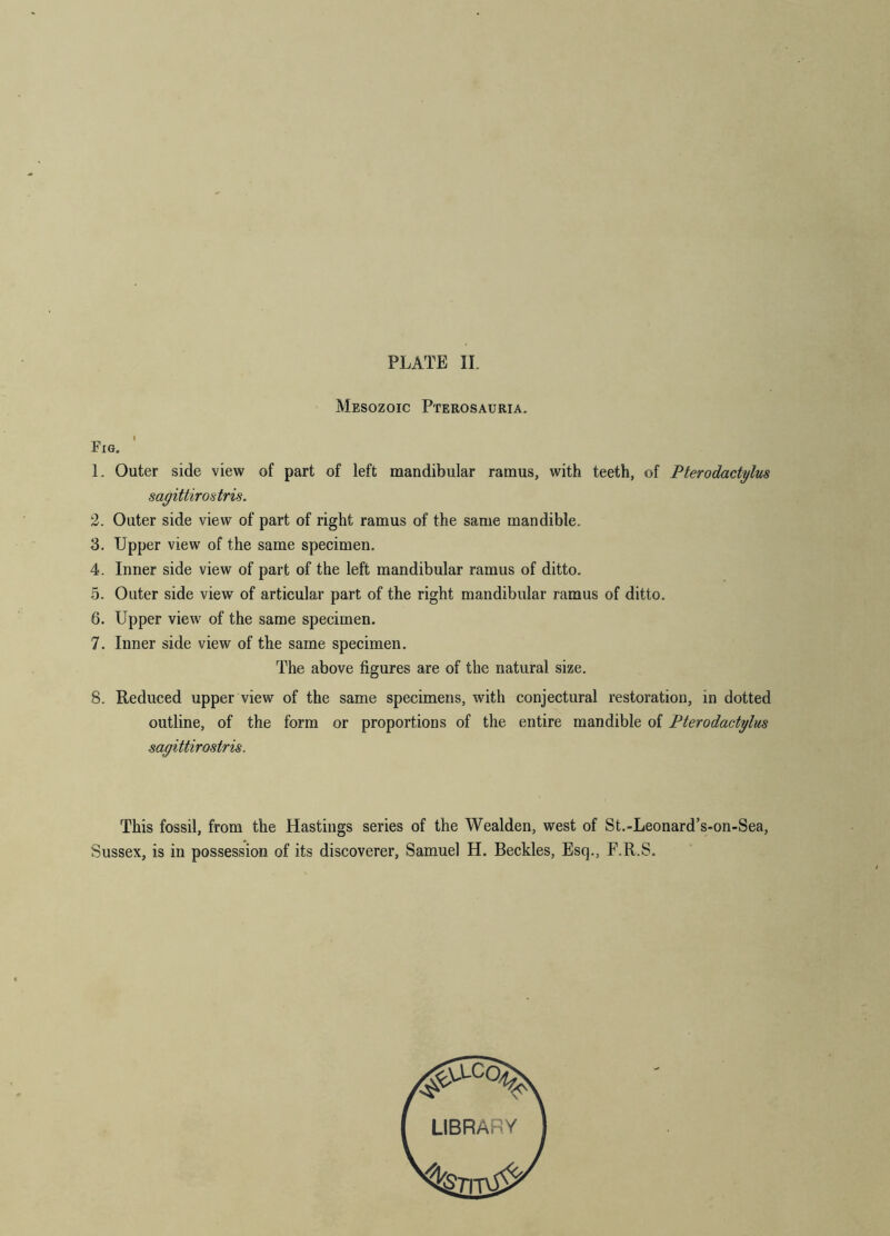 Mesozoic Pterosauria. Fig. 1. Outer side view of part of left mandibular ramus, with teeth, of Pterodactylus sayittirostris. 2. Outer side view of part of right ramus of the same mandible. 3. Upper view of the same specimen. 4. Inner side view of part of the left mandibular ramus of ditto. 5. Outer side view of articular part of the right mandibular ramus of ditto. 6. Upper view of the same specimen. 7. Inner side view of the same specimen. The above figures are of the natural size. 8. Reduced upper view of the same specimens, with conjectural restoration, in dotted outline, of the form or proportions of the entire mandible of Pterodactylus sayittirostris. This fossil, from the Hastings series of the Wealden, west of St.-Leonard’s-on-Sea, Sussex, is in possession of its discoverer, Samuel H. Beckles, Esq., E.R.S. LIBRARY