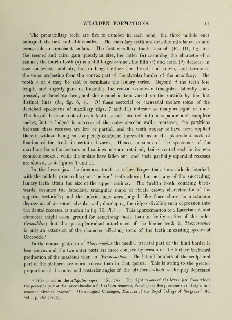 The premaxillary teeth are five in number in eaeh bone; the three middle ones subequal, the first and fifth smallei. The maxillary teeth are divisible into laniaries and carnassials or trenchant molars. The first maxillary tooth is small (PI. Ill, fig. 5); the second and third gain quickly in size, the latter (a) assuming the character of a canine ; the fourth tooth (d) is a still larger canine ; the fifth (c) and sixth (d) decrease in size somewhat suddenly, but in length rather than breadth of crown, and terminate the series projecting from the convex part of the alveolar border of the maxillary. The tooth c or d may be said to terminate the laniary series. Beyond d the teeth lose length and slightly gain in breadth; the crown assumes a triangular, laterally com- pressed, or lamellate form, and the enamel is transversed on the outside by fine but distinct lines (ib., fig. 6, e). Of these sectorial or carnassial molars some of the detached specimens of maxillary (figs. 7 and 11) indicate as many as eight or nine. The broad base or root of each tooth is not inserted into a separate and complete socket, but is lodged in a recess of the outer alveolar wall; moreover, the partitions between these recesses are low or partial, and the teeth appear to have been applied thereto, without being so completely confluent therewith, as in the pleurodont mode of fixation of the teeth in certain Lizards. Hence, in some of the specimens of the maxillary bone the incisors and canines only are retained, being rooted each in its own complete socket; while the molars have fallen out, and their partially separated recesses are shown, as in figures 7 and 11. In the lower jaw the foremost tooth is rather larger than those which interlock w’ith the middle premaxillary or ‘ incisor ’ teeth above; but not any of the succeeding laniary teeth attain the size of the upper canines. The twelfth tooth, counting back- wards, assumes the lamellate, triangular shape of striate crown characteristic of the superior sectorials; and the inferior ones wero lodged, like those above, in a common depression of an outer alveolar wall, developing the ridges dividing such depression into the dental recesses, as shown in fig. 16, PI. III. This approximation to a Lacertian dental character might seem ground for something more than a family section of the order Crocodilia; but the quasi-pleurodont attachment of the hinder teeth in Theriosucims is only an extension of the character affecting some of the teeth in existing species of Crocodile.^ In the cranial platform of TheriosucJais the medial parietal part of the hind border is less convex and the two outer parts are more concave by reason of the further backward production of the mastoids than in Nannosuchus. The lateral borders of the sculptured part of the platform are more convex than in that genus. This is owing to the greater proportion of the outer and posterior angles of the platform which is abruptly depressed 1 It is noted in ihe Alligator niger. “No. 765. The right ramus of the lower jaw, from which tne posterior part of the inner alveolar wall has been removed, showing the five posterior teeth lodged in a common alveolar groove.” ‘ Osteological Catalogue, Museum of the Royal College of Surgeons,’ 4to, vol. i, p. 167 (1853).