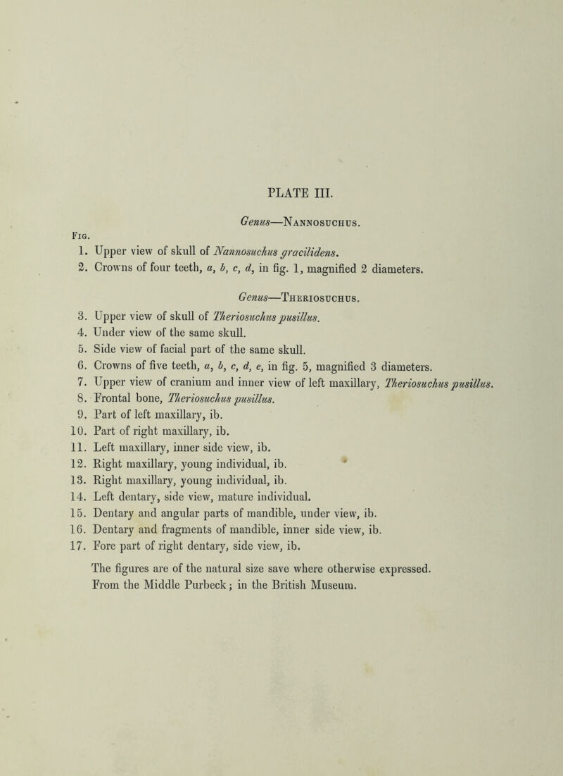 Genus—Nannosuchus. Fig. 1. Upper view of skull of Nannosuchus gracilidens. 2. Crowns of four teeth, a, b, c, d, in fig. 1, magnified 2 diameters. Genus—Theriosuchus. 3. Upper view of skull of Theriosuchuspusillus. 4. Under view of the same skull. 5. Side view of facial part of the same skull. 6. Crowns of five teeth, a, b, c, d, e, in fig. 5, magnified 3 diameters. 7. Upper view of cranium and inner view of left maxillary, Theriosuchus pusillus. 8. Erontal bone, Theriosuchus pusillus. 9. Part of left maxillary, ib. 10. Part of right maxillary, ib. 11. Left maxillary, inner side view, ib. 12. Right maxillary, young individual, ib. 13. Right maxillary, young individual, ib. 14. Left dentary, side view, mature individual. 15. Dentary and angular parts of mandible, under view, ib. 16. Dentary and fragments of mandible, inner side view, ib. 17. Pore part of right dentary, side view, ib. The figures are of the natural size save where otherwise expressed.