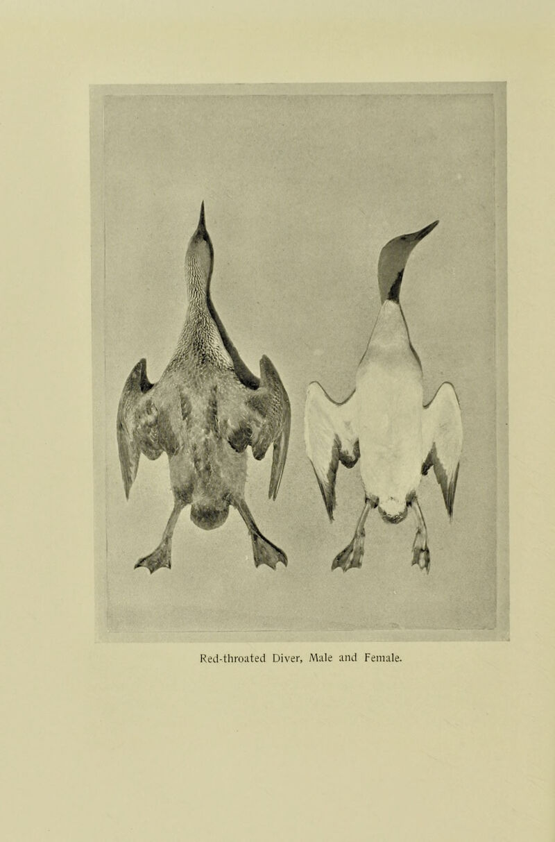 Red-throated Diver, Male and Female.