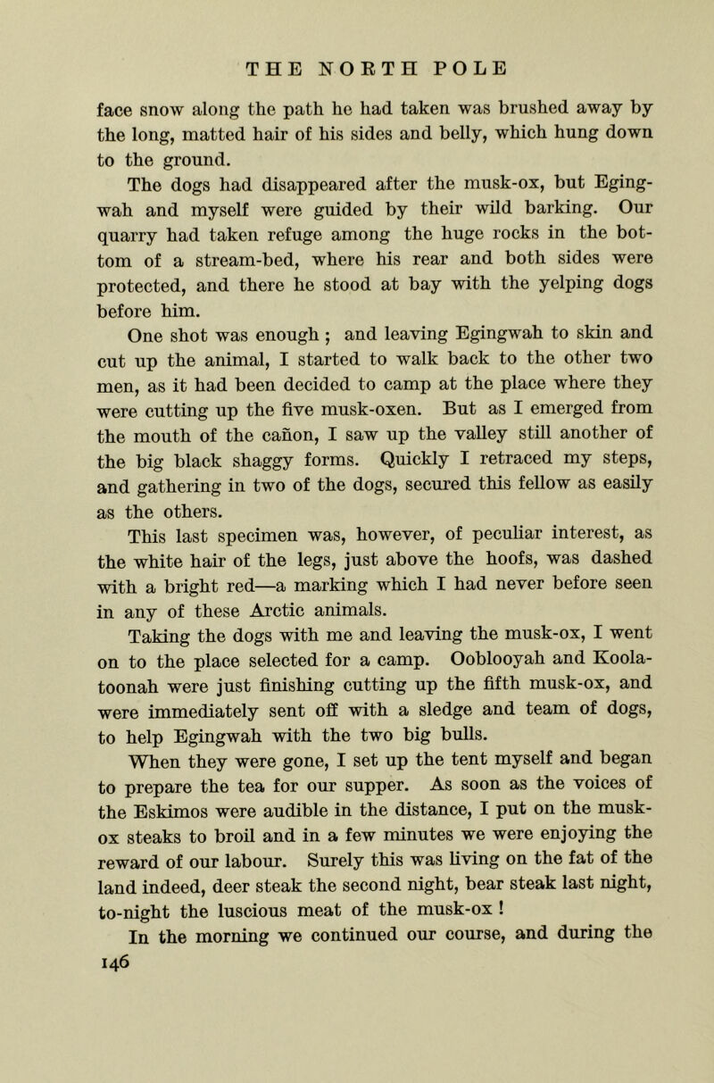face snow along the path he had taken was brushed away by the long, matted hair of his sides and belly, which hung down to the ground. The dogs had disappeared after the musk-ox, but Eging- wah and myself were guided by their wild barking. Our quarry had taken refuge among the huge rocks in the bot- tom of a stream-bed, where his rear and both sides were protected, and there he stood at bay with the yelping dogs before him. One shot was enough ; and leaving Egingwah to skin and cut up the animal, I started to walk back to the other two men, as it had been decided to camp at the place where they were cutting up the five musk-oxen. But as I emerged from the mouth of the canon, I saw up the valley still another of the big black shaggy forms. Quickly I retraced my steps, and gathering in two of the dogs, secured this fellow as easily as the others. This last specimen was, however, of peculiar interest, as the white hair of the legs, just above the hoofs, was dashed with a bright red—a marking which I had never before seen in any of these Arctic animals. Taking the dogs with me and leaving the musk-ox, I went on to the place selected for a camp. Ooblooyah and Koola- toonah were just finishing cutting up the fifth musk-ox, and were immediately sent off with a sledge and team of dogs, to help Egingwah with the two big bulls. When they were gone, I set up the tent myself and began to prepare the tea for our supper. As soon as the voices of the Eskimos were audible in the distance, I put on the musk- ox steaks to broil and in a few minutes we were enjoying the reward of our labour. Surely this was living on the fat of the land indeed, deer steak the second night, bear steak last night, to-night the luscious meat of the musk-ox ! In the morning we continued our course, and during the