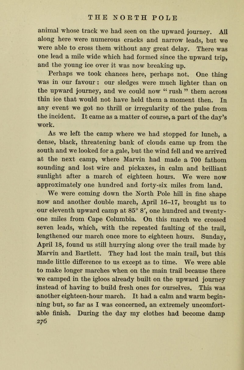 animal whose track we had seen on the upward journey. All along here were numerous cracks and narrow leads, but we were able to cross them without any great delay. There was one lead a mile wide which had formed since the upward trip, and the young ice over it was now breaking up. Perhaps we took chances here, perhaps not. One thing was in our favour : our sledges were much lighter than on the upward journey, and we could now “ rush ” them across thin ice that would not have held them a moment then. In any event we got no thrill or irregularity of the pulse from the incident. It came as a matter of course, a part of the day’s work. As we left the camp where we had stopped for lunch, a dense, black, threatening bank of clouds came up from the south and we looked for a gale, but the wind fell and we arrived at the next camp, where Marvin had made a 700 fathom sounding and lost wire and pickaxes, in calm and brilliant sunhght after a march of eighteen hours. We were now approximately one hundred and forty-six miles from land. We were coming down the North Pole hill in fine shape now and another double march, April 16-17, brought us to our eleventh upward camp at 85° 8', one hundred and twenty- one miles from Cape Columbia. On this march we crossed seven leads, which, with the repeated faulting of the trail, lengthened our march once more to eighteen hours. Sunday, April 18, found us still hurrying along over the traU made by Marvin and Bartlett. They had lost the main trail, but this made Little difference to us except as to time. We were able to make longer marches when on the main trail because there we camped in the igloos already built on the upward journey instead of having to build fresh ones for ourselves. This was another eighteen-hour march. It had a calm and warm begin- ning but, so far as I was concerned, an extremely uncomfort- able finish. During the day my clothes had become damp