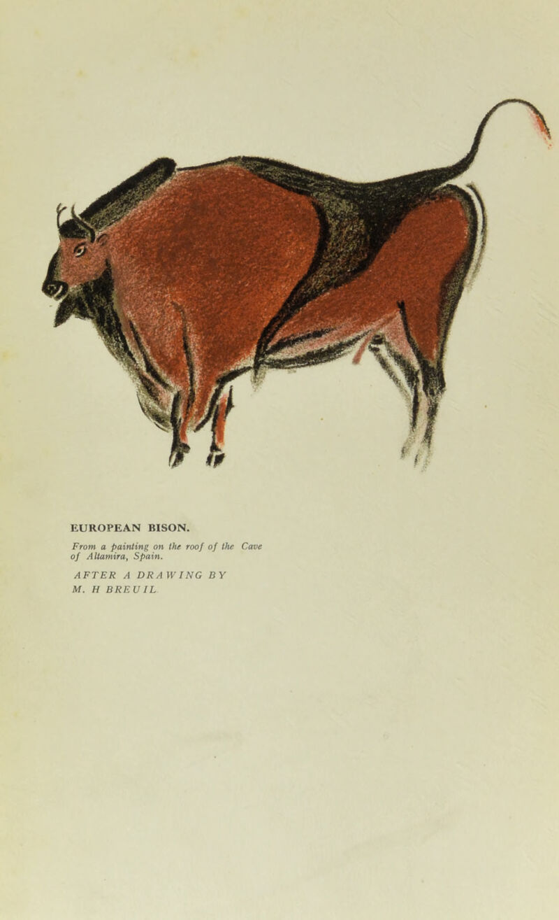 EUROPEAN BISON. From a painting on the roof of the Cave of AUatnira, Spain. AFTER A DRAWING BY M. H BREUIL