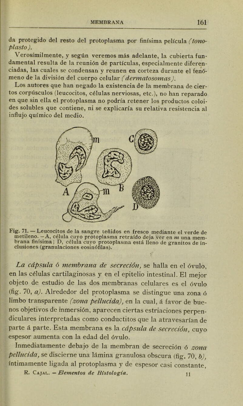 da protegido del resto del protoplasma por finísima película (tono- plasto ). \'^erosímilmente, y según veremos más adelante, la cubierta fun- damental resulta de la reunión de partículas, especialmente diferen- ciadas, las cuales se condensan y reúnen en corteza durante el fenó- meno de la división del cuerpo celular f dennatosomasJ. Los autores que han negado la existencia de la membrana de cier- tos corpúsculos (leucocitos, células nerviosas, etc.), no han reparado en que sin ella el protoplasma no podría retener los productos coloi- des solubles que contiene, ni se explicaría su relativa resistencia al influjo químico del medio. Fig. 71. — Leucocitos de la sangre teñidos en fresco mediante el verde de metileno. — A, célula cuyo protoplasma retraído deja ver en m una mem- brana finísima; D, célula cuyo protoplasma está lleno de granitos de in- clusiones (granulaciones eosinófilas). La cápsula ó membrana de secreción, se halla en el óvulo, en las células cartilaginosas y en el epitelio intestinal. El mejor objeto de estudio de las dos membranas celulares es el óvulo (fig. 70, a). Alrededor del protoplasma se distingue una zona ó limbo transparente (sona pellucida), en la cual, á favor de bue- nos objetivos de inmersión, aparecen ciertas estriaciones perpen- diculares interpretadas como conductitos que la atravesarían de parte á parte. Esta membrana es la cápsula de secreción, cuyo espesor aumenta con la edad del óvulo. Inmediatamente debajo de la membran de secreción ó sona pellucida, se discierne una lámina granulosa obscura (fig. 70, b), íntimamente ligada al protoplasma y de espesor casi constante, R. Cajal. — Elementos de Histología. jl