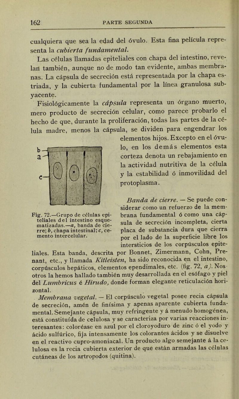 cualquiera que sea la ecjad del óvulo. Esta fina película repre- senta la cubierta fundamental. Las células llamadas epiteliales con chapa del intestino, reve- lan también, aunque no de modo tan evidente, ambas membra- nas. La cápsula de secreción está representada por la chapa es- triada, y la cubierta fundamental por la línea granulosa sub- yacente. Fisiológicamente la cápsula representa un órgano muerto, mero producto de secreción celular, como parece probarlo el hecho de que, durante la proliferación, todas las partes de la cé- lula madre, menos la cápsula, se dividen para engendrar los elementos hijos. Excepto en el óvu- lo, en los demás elementos esta corteza denota un rebajamiento en la actividad nutritiva de la célula y la estabilidad ó inmovilidad del protoplasma. Banda de cierre. — Se puede con- siderar como un refuerzo de la mem- brana fundamental ó como una cáp- sula de secreción incompleta, cierta placa de substancia dura que cierra por el lado de la superficie libre los intersticios de los corpúsculos epite- liales. Esta banda, descrita por Bonnet, Zimermann, Cohn, Pre- nant, etc., y llamada Kitleisten., ha sido reconocida en el intestino, corpúsculos hepáticos, elementos ependimales, etc. (fig. 72, a^. Nos otros la hemos hallado también muy desarrollada en el esófago y piel del Lumbricus é Hivtido, donde forman elegante reticulación hori- zontal. Membrana vegetal. — El corpúsculo vegetal posee recia cápsula de secreción, amén de finísima y apenas aparente cubierta funda- mental. Semejante cápsula, muy refringente y á menudo homogénea, está constituida de celulosa y se caracteriza por varias reacciones in- teresantes; coloréase en azul por el cloroyoduro de zinc ó el yodo y ácido sulfúrico, fija intensamente los colorantes ácidos y se disuelve en el reactivo cupro-amoniacal. Un producto algo semejante á la ce- lulosa es la recia cubierta exterior de que están armadas las células cutáneas de los artrópodos (quitina). b a c Fig. 72.—Grupo de células epi- teliales del intestino esque- matizadas.—a, banda de cie- rre; b, chapa intestinal; c, ce- mento intercelular.