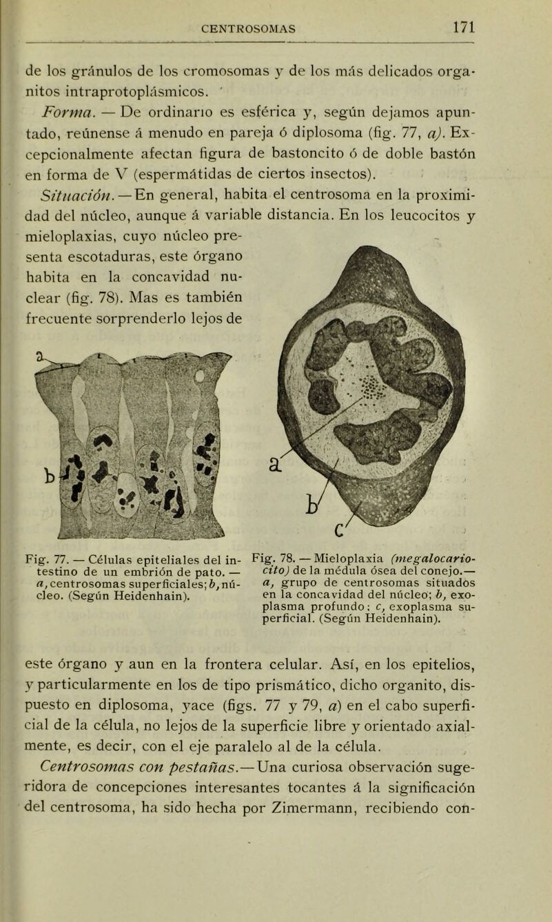 de los granulos de los cromosomas y de los más delicados orga- nitos intraprotoplásmicos. ' Forma. — De ordinario es esférica y, según dejamos apun- tado, reúnense á menudo en pareja ó diplosoma (fig. 77, a). Ex- cepcionalmente afectan figura de bastoncito ó de doble bastón en forma de V (espermátidas de ciertos insectos). Situación.—En general, habita el centrosoma en la proximi- dad del núcleo, aunque á variable distancia. En los leucocitos y I I i I mieloplaxias, cuyo núcleo pre- senta escotaduras, este órgano habita en la concavidad nu- clear (fig. 78). Mas es también frecuente sorprenderlo lejos de Fig. 77. — Células epiteliales del in- testino de un embrión de pato. — a, centrosomas superficiales; b, nú- cleo. (Según Heidenhain). Fig. 78.—Mieloplaxia (niegalocario- cito) de la médula ósea del conejo.— a, grupo de centrosomas situados en la concavidad del núcleo; b, exo- plasma profundo; c, exoplasma su- perficial. (Según Heidenhain). este Órgano y aun en la frontera celular. Así, en los epitelios, y particularmente en los de tipo prismático, dicho organito, dis- puesto en diplosoma, yace (figs. 77 y 79, a) en el cabo superfi- cial de la célula, no lejos de la superficie libre y orientado axial- mente, es decir, con el eje paralelo al de la célula. Centrosomas con pestañas.—Una curiosa observación suge- ridora de concepciones interesantes tocantes á la significación del centrosoma, ha sido hecha por Zimermann, recibiendo con-