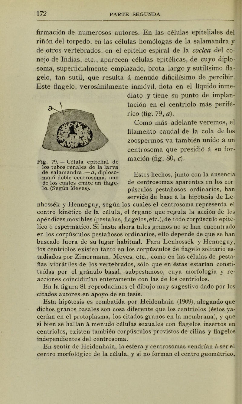 firmación de numerosos autores. En las células epiteliales del riñón del torpedo, en las células homólogas de la salamandra y de otros vertebrados, en el epitelio espiral de la codea del co- nejo de Indias, etc., aparecen células epitélicas, de cuyo diplo- soma, superficialmente emplazado, brota largo y sutilísimo fla- gelo, tan sutil, que resulta á menudo dificilísimo de percibir. Este flagelo, verosímilmente inmóvil, flota en el líquido inme- diato y tiene su punto de implan- tación en el centriolo más perifé- rico (fig. 79, a). Como más adelante veremos, el filamento caudal de la cola de los zoospermos va también unido á un centrosoma que presidió á su for- mación (fig. 80, c). Estos hechos, junto con la ausencia de centrosomas aparentes en los cor- púsculos pestañosos ordinarios, han servido de base á la hipótesis de Le- nhossék y Henneguy, según los cuales el centrosoma representa el centro kinético de la célula, el órgano que regula la acción de los apéndices movibles (pestañas, flagelos, etc.), de todo corpúsculo epité- lico ó espermático. Si hasta ahora tales granos no se han encontrado en los corpúsculos pestañosos ordinarios, ello depende de que se han buscado fuera de su lugar habitual. Para Lenhossék y Henneguy, los centriolos existen tanto en los corpúsculos de flagelo solitario es- tudiados por Zimermann, Meves, etc., como en las células de pesta- ñas vibrátiles de los vertebrados, sólo que en éstas estarían consti- tuidas por el gránulo basal, subpestañoso, cuya morfología y re- acciones coincidirían enteramente con las de los centriolos. En la figura 81 reproducimos el dibujo muy sugestivo dado por los citados autores en apoyo de su tesis. Esta hipótesis es combatida por Heidenhain (1909), alegando que dichos granos básales son cosa diferente que los centriolos (éstos ya- cerían en el protoplasma, los citados granos en la membrana), y que si bien se hallan á menudo células sexuales con flagelos insertos en centriolos, existen también corpúsculos provistos de cilias y flagelos independientes del centrosoma. En sentir de Heidenhain, la esfera y centrosomas vendrían á ser el centro morfológico de la célula, y si no forman el centro geométrico. Fig. 79. — Célula epitelial de los tubos renales de la larva de salamandra.—rt, diploso- ma ó doble centrosoma, uno de los cuales emite un flage- lo. (Según Meves).