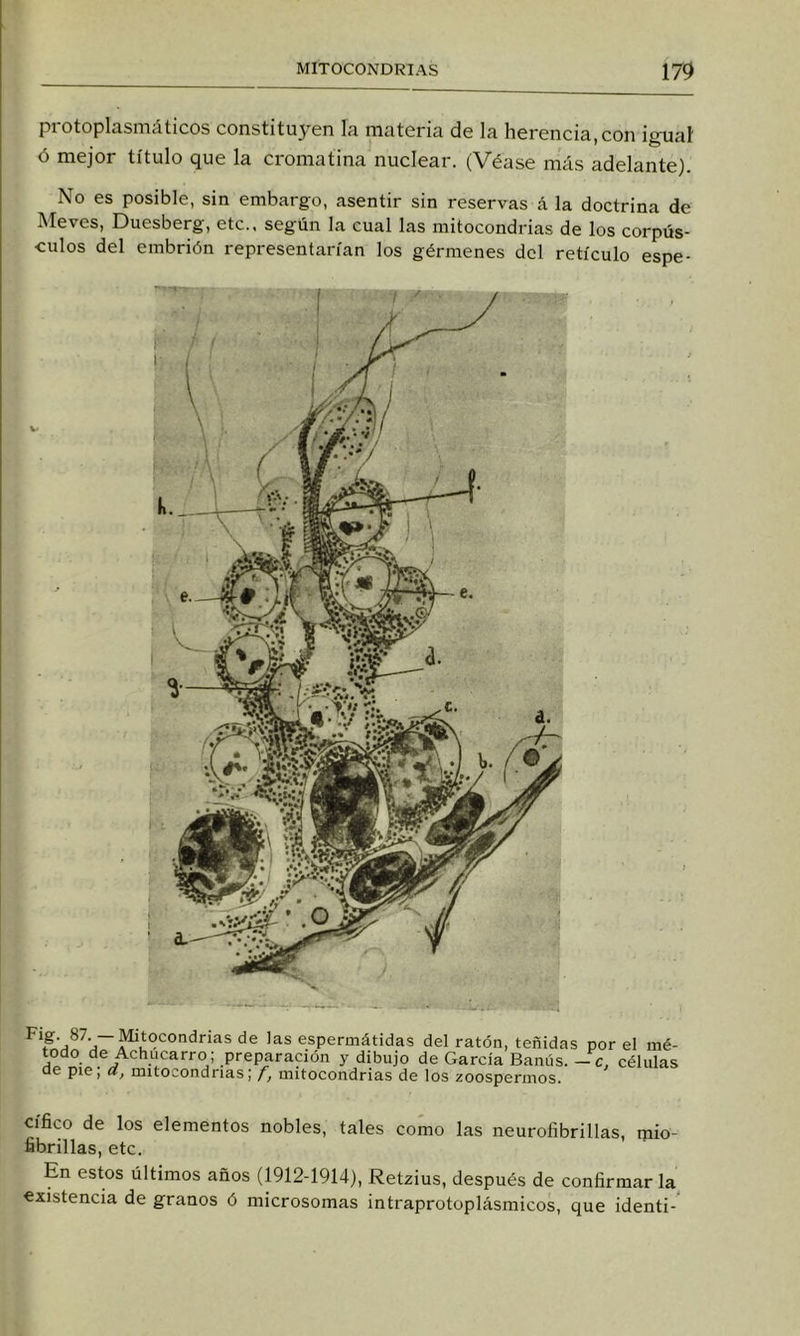 protoplasmáticos constitu3^en la materia de la herencia,con igual ó mejor título que la cromatina nuclear. (Véase más adelante). No es posible, sin embargo, asentir sin reservas á la doctrina de Meves, Duesberg, etc., según la cual las mitocondrias de los corpús- culos del embrión representarían los gérmenes del retículo espe- Fig. 87. — Mtocondrias de las espermátidas del ratón, teñidas por el mé- todo de Achucarro; preparación y dibujo de García Banús. -c, células oe pie; a, mitocondrias; f, mitocondrias de los zoospermos. cífico de los elementos nobles, tales como las neurofibrillas, mio- fibrillas, etc. En estos últimos años (1912-1914), Retzius, después de confirmar la existencia de granos ó microsomas intraprotoplásmicos, que identi-^