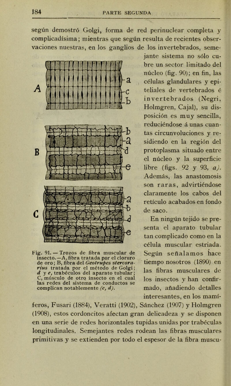 según demostró Golgi, forma de red perinuclear completa y complicadísima; mientras que según resulta de recientes obser- vaciones nuestras, en los ganglios de los invertebrados, seme- jante sistema no sólo cu- bre un sector limitado del núcleo (fig. 90); en fin, las células glandulares y epi- teliales de vertebrados é invertebrados (Negri, Holmgren, Cajal), su dis- posición es muy sencilla, reduciéndose á unas cuan- tas circunvoluciones y re- sidiendo en la región del protoplasma situado entre el núcleo y la superficie libre (figs. 92 y 93, a). Además, las anastomosis son raras, advirtiéndose claramente los cabos del retículo acabados en fondo de saco. En ningún tejido se pre- senta el aparato tubular tan complicado como en la célula muscular estriada. Según señalamos hace tiempo nosotros (1890) en las fibras musculares de los insectos y han confir- mado, añadiendo detalles interesantes, en los mamí- feros, Fusari (1884), Veratti (1902), Sánchez (1907) y Holmgren (1908), estos cordoncitos afectan gran delicadeza y se disponen en una serie de redes horizontales tupidas unidas por trabéculas longitudinales. Semejantes redes rodean las fibras musculares primitivas y .se extienden por todo el espesor de la fibra muscu- Fig. 91. — Trozos de fibra muscular de insecto.—A,fibra tratada por el cloruro de oro; B, fibra del Geotrupes stercora- rius tratada por el método de Golgi; d y e, trabéculos del aparato tubular; C, músculo de otrp insecto en el cual las redes del sistema de conductos se complican notablemente (e, d).