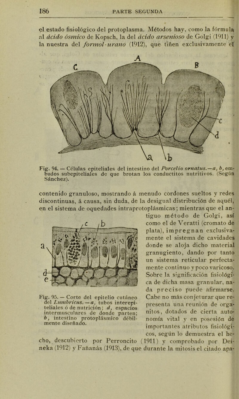 el estado fisiológico del protoplasma. Métodos hay, como la fórmula al ácido ósinico de Kopsch, la del ácido arsenioso de Golgi (1911) y la nuestra del fonnol-tirano (1912), que tiñen exclusivamente el' A Fig. 94. — Células epiteliales del intestino del Porcelio oynatiis.—a, b, em- budos subepiteliales de que brotan los conductitos nutritivos. (Según Sánchez). contenido granuloso, mostrando á menudo cordones sueltos y redes discontinuas, á causa, sin duda, de la desigual distribución de aquél, en el sistema de oquedades intraprotoplásmicas ; mientras que el an- Fig. 95. — Corte del epitelio cutáneo del Lnmhrictis.—a, tubos interepi- teliales ó de nutrición; d, espacios intermusculares de donde parten; b, intestino protoplásmico débil- mente diseñado. cho, descubierto por Perroncito ( neka (1912) y Fañanás (191.3), de que tiguo método de Golgi, así como el de Veratti (cromato de plata), impregnan exclusiva- mente el sistema de cavidades donde se aloja dicho material granugiento, dando por tanto un sistema reticular perfecta- mente continuo y poco varicoso. Sobre la significación fisiológi- ca de dicha masa granular, na- da preciso puede afirmarse. Cabe no más conjeturar que re- presenta una reunión de orga- nitos, dotados de cierta auto- nomía vital y en posesión de importantes atributos fisiológi- cos, según lo demuestra el he- 1911) y comprob.ado por Dei- durante la mitosis el citado apa-