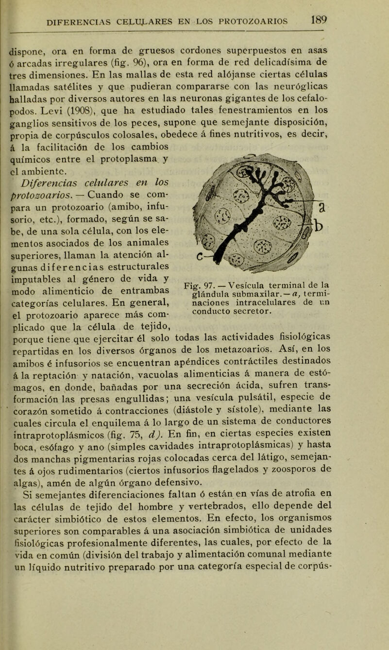 I DIFERENCIAS CELUJ^ARES EN LOS PROTOZOARIOS 189 1 I I I I I dispone, ora en forma de gruesos cordones superpuestos en asas ó arcadas irregulares (fig. 96), ora en forma de red delicadísima de tres dimensiones. En las mallas de esta red alójanse ciertas células llamadas satélites y que pudieran compararse con las ncuróglicas halladas por diversos autores en las neuronas gigantes de los cefaló- podos. Levi (1908), que ha estudiado tales fenestramientos en los ganglios sensitivos de los peces, supone que semejante disposición, propia de corpúsculos colosales, obedece á fines nutritivos, es decir, á la facilitación de los cambios químicos entre el protoplasma y el ambiente. Diferencias celulares en los protosoarios. — Cuando se com- para un protozoario (amibo, infu- sorio, etc.), formado, según se sa- be, de una sola célula, con los ele- mentos asociados de los animales superiores, llaman la atención al- gunas di fer ene ias estructurales imputables al género de vida y modo alimenticio de entrambas categorías celulares. En general, el protozoario aparece más com- plicado que la célula de tejido, porque tiene que ejercitar él solo todas las actividades fisiológicas repartidas en los diversos órganos de los metazoarios. Así, en los amibos é infusorios se encuentran apéndices contráctiles destinados á la reptación y natación, vacuolas alimenticias á manera de estó- magos, en donde, bañadas por una secreción ácida, sufren trans- formación las presas engullidas; una vesícula pulsátil, especie de corazón sometido á contracciones (diástole y sístole), mediante las cuales circula el enquilema á lo largo de un sistema de conductores intraprotoplásmicos (fig. 75, d). En fin, en ciertas especies existen boca, esófago y ano (simples cavidades intraprotoplásmicas) y hasta dos manchas pigmentarias rojas colocadas cerca del látigo, semejan- tes á ojos rudimentarios (ciertos infusorios flagelados y zoosporos de algas), amén de algún órgano defensivo. Si semejantes diferenciaciones faltan ó están en vías de atrofia en las células de tejido del hombre y vertebrados, ello depende del Fig. 97. —Vesícula terminal de la glándula submaxilar.—fl, termi- naciones intracelulares de un conducto secretor. carácter simbiótico de estos elementos. En efecto, los organismos superiores son comparables á una asociación simbiótica de unidades fisiológicas profesionalmente diferentes, las cuales, por efecto de la vida en común (división del trabajo y alimentación comunal mediante un líquido nutritivo preparado por una categoría especial de corpús-