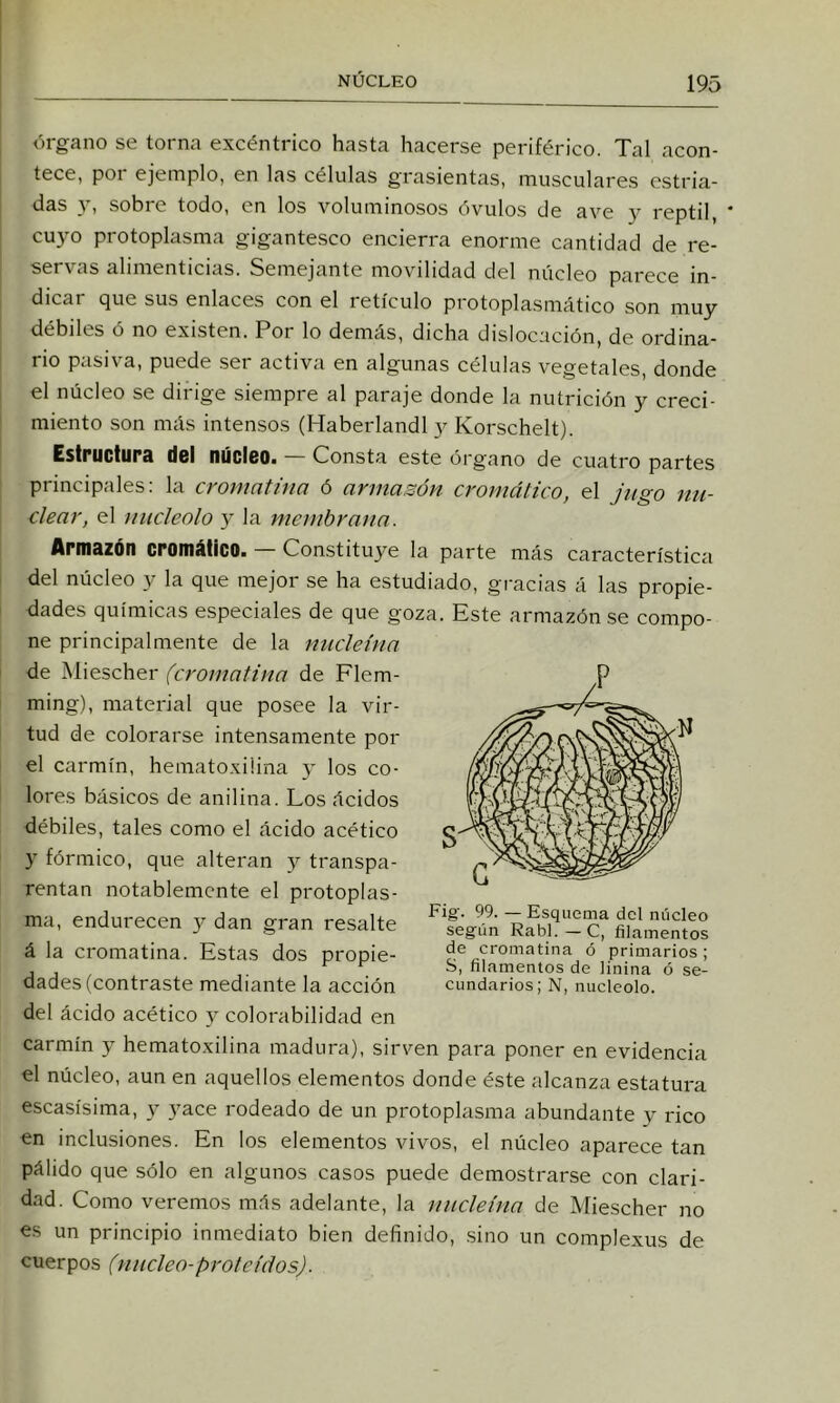 órgano se torna excéntrico hasta hacerse periférico. Tal acon- tece, poi ejemplo, en las células grasicntas, musculares estria- bas A, sobre tobo, en los voluminosos óvulos be ave y reptil cuyo protoplasma gigantesco encierra enorme cantibab be re- Servas alimenticias. Semejante movilibab bel núcleo parece in- bicar que sus enlaces con el retículo protoplasmático son muy bébiles ó no existen. Por lo bemás, bicha bislocación, be orbina- rio pasiva, puebe ser activa en algunas células vegetales, bonbe el núcleo se birige siempre al paraje bonbe la nutrición y creci- miento son mús intensos (Haberlanbl y Korschelt). Estructura del núcleo. — Consta este órgano be cuatro partes principales: la cromatina ó arrnasón cromático, el jugo nu- clear, el nucléolo y la membrana. Armazón cromático. — Constituiré la parte más característica bel núcleo y la que mejor se ha estubiabo, gracias á las propie- babes químicas especiales be que goza. Este armazón .se compo- ne principalmente be la nucleína be Miescher (cromatina be Flem- ming), material que posee la vir- tub be colorarse intensamente por el carmín, hematoxiüna y los co- lores básicos be anilina. Los ácibos bébiles, tales como el ácibo acético y fórmico, que alteran y transpa- rentan notablemente el protoplas- ma, enburecen y ban gran resalte á la cromatina. Estas bos propie- babes (contraste mebiante la acción bel ácibo acético y colorabilibab en carmín y hematoxilina mabura), sirven para poner en evibencia el núcleo, aun en aquellos elementos bonbe éste alcanza estatura escasísima, y i'ace robeabo be un protoplasma abunbante y rico en inclusiones. En los elementos vivos, el núcleo aparece tan pálibo que sólo en algunos casos puebe bemostrarse con clari- bab. Como veremos más abelante, la nucleína be Miescher no es un principio inmebiato bien befinido, sino un complexus be cuerpos (núcleo-proteidos). Fio-. 99. _ Esquema del núcleo según Rabí.—C, filamentos de cromatina ó primarios; S, filamentos de linina ó se- cundarios; N, nucléolo.