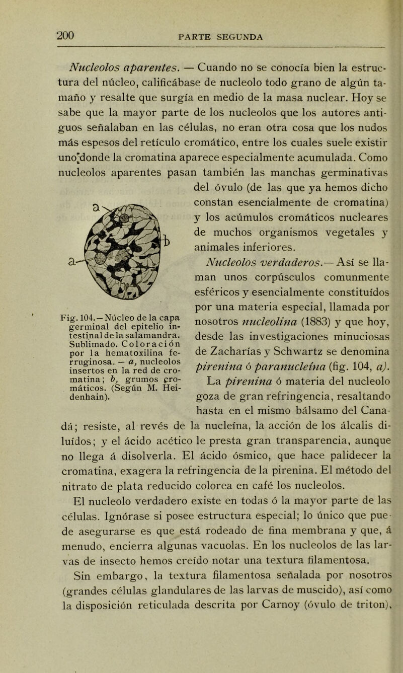 Nucléolos aparentes. — Cuando no se conocía bien la estruc- tura del núcleo, calificábase de nucléolo todo grano de algún ta- maño y resalte que surgía en medio de la masa nuclear. Hoy se sabe que la mayor parte de los nucléolos que los autores anti- guos señalaban en las células, no eran otra cosa que los nudos más espesos del retículo cromático, entre los cuales suele existir uno[donde la cromatina aparece especialmente acumulada. Como nucléolos aparentes pasan también las manchas germinativas del óvulo (de las que ya hemos dicho constan esencialmente de cromatina) y los acúmulos cromáticos nucleares de muchos organismos vegetales y animales inferiores. Nucléolos verdaderos.— Así se lla- man unos corpúsculos comunmente esféricos y esencialmente constituidos por una materia especial, llamada por nosotros micleolina (1883) y que hoy, desde las investigaciones minuciosas de Zacharías 3 Schwartz se denomina pirenina ó paranncleína (fig. 104, a). La pirenina ó materia del nucléolo goza de gran refringencia, resaltando hasta en el mismo bálsamo del Cana- dá; resiste, al revés de la nucleína, la acción de los álcalis di- luidos; 3’ el ácido acético le presta gran transparencia, aunque no llega á disolverla. El ácido ósmico, que hace palidecer la cromatina, exagera la refringencia de la pirenina. El método del nitrato de plata reducido colorea en café los nucléolos. El nucléolo verdadero existe en todas ó la ma3’or parte de las células. Ignórase si posee esti'uctura especial; lo único que pue- de asegurarse es que está rodeado de fina membrana y que, á menudo, encierra algunas vacuolas. En los nucléolos de las lar- vas de insecto hemos creído notar una textura filamentosa. Sin embargo, la textura filamentosa señalada por nosotros (grandes células glandulares de las larvas de muscido), así como la disposición reticulada descrita por Carno}- (óvulo de tritón). Fig-. 104. —Núcleo de la capa germinal del epitelio in- testinal déla salamandra. Sublimado. Coloración por la hematoxilina fe- rruginosa. — a, nucléolos insertos en la red de cro- matina; h, grumos cro- máticos. (Según M. Hei- denhain).