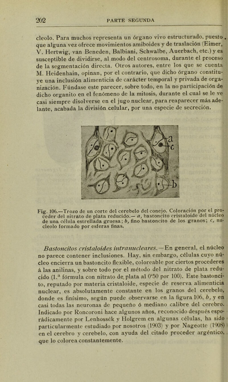 cleolo. Para muchos representa un órgano vivo estructurado, puesto . que alguna vez ofrece movimientos amiboides y de traslación fEimer, V. Hertwig, van Bencdcn, Balbiani, Schwalbe, Auerbach, etc.) y es susceptible de dividirse, al modo del centrosoma, durante el proceso de la segmentación directa. Otros autores, entre los que se cuenta M. Heidenhain, opinan, por el contrario, que dicho órgano constitu- ye una inclusión alimenticia de carácter temporal y privada de orga- nización. Fúndase este parecer, sobre todo, en la no participación de dicho organito en el fenómeno de la mitosis, durante el cual se le ve casi siempre disolverse en el jugo nuclear, para reaparecer más ade- lante, acabada la división celular, por una especie de secreción. Fig. 106.—Trozo de un corte del cerebelo del conejo. Coloración por el pro- ceder del nitrato de plata reducido.— a, hastoncito cristaloide del núcleo de una célula estrellada gruesa; b, fino bastoncito de los granos; c, nu- cléolo formado por esferas finas. Bastoncitos cristaloides intraui(cleares.—^.n general, el núcleo no parece contener inclusiones. Ha}’', sin embargo, células cuyo nú- cleo encierra un bastoncito flexible, coloreable por ciertos procederes á las anilinas, y sobre todo por el método del nitrato de plata redu- cido (1.''’^ fórmula con nitrato de.plata al 0‘50 por 100). Este bastonci- to, reputado por materia cristaloide, especie de reserva alimenticia nuclear, es absolutamente constante en los granos del cerebelo, donde es finísimo, según puede observarse en la figura 106, b, y en casi todas las neuronas de pequeño ó mediano calibre del cerebro. Indicado por Roncoroni hace algunos años, reconocido después espo- rádicamente por Lenhossék y Holgrem en algunas células, ha sido particularmente estudiado por nosotros (1903) y por Nageotte (1908) en el cerebro y cerebelo, con ayuda del citado proceder argéntico, que lo colorea constantemente.