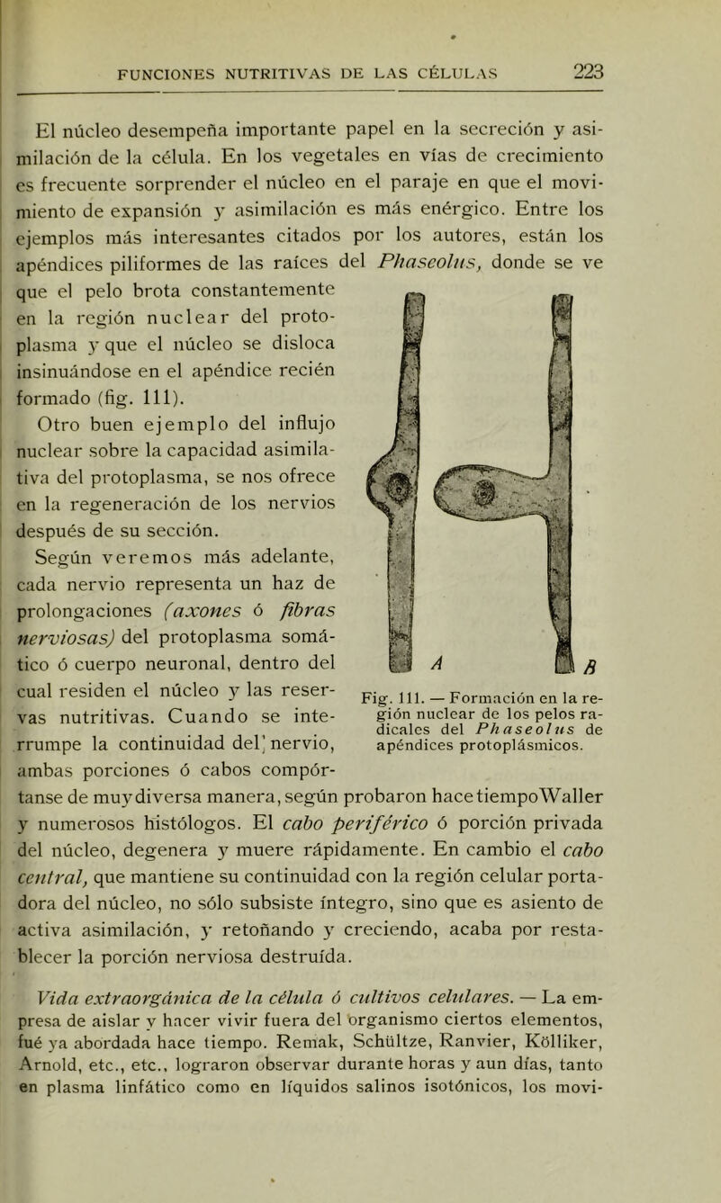 El núcleo desempeña importante papel en la secreción y asi- milación de la célula. En los vegetales en vías de crecimiento es frecuente sorprender el núcleo en el paraje en que el movi- miento de expansión y asimilación es más enérgico. Entre los ejemplos imís interesantes citados por los autores, están los apéndices piliformes de las raíces del Phascohts, donde se ve que el pelo brota constantemente en la región nuclear del proto- plasma y que el núcleo se disloca insinuándose en el apéndice recién formado (fig. 111). Otro buen ejemplo del influjo nuclear sobre la capacidad asimila- tiva del protoplasma, se nos ofrece en la regeneración de los nervios después de su sección. Según veremos más adelante, cada nervio representa un haz de prolongaciones (axones ó fibras nerviosas) del protoplasma somá- tico ó cuerpo neuronal, dentro del cual residen el núcleo y las reser- vas nutritivas. Cuando se inte- rrumpe la continuidad del) nervio, ambas porciones ó cabos compár- tanse de muy diversa manera, según probaron hace tiempo Waller y numerosos histólogos. El cabo periférico ó porción privada del núcleo, degenera 5^ muere rápidamente. En cambio el cabo central, que mantiene su continuidad con la región celular porta- dora del núcleo, no sólo subsiste íntegro, sino que es asiento de activa asimilación, y retoñando y creciendo, acaba por resta- blecer la porción nerviosa destruida. Vida extraorgánica de la célula ó cultivos celulares. — La em- presa de aislar y hacer vivir fuera del organismo ciertos elementos, fué ya abordada hace tiempo. Remak, Schültze, Ranvier, Kolliker, Arnold, etc., etc., lograron observar durante horas y aun días, tanto en plasma linfático como en líquidos salinos isotónicos, los movi- Fig. 111. — Formación en la re- gión nuclear de los pelos ra- dicales del Phaseolus de apéndices protoplásmicos.