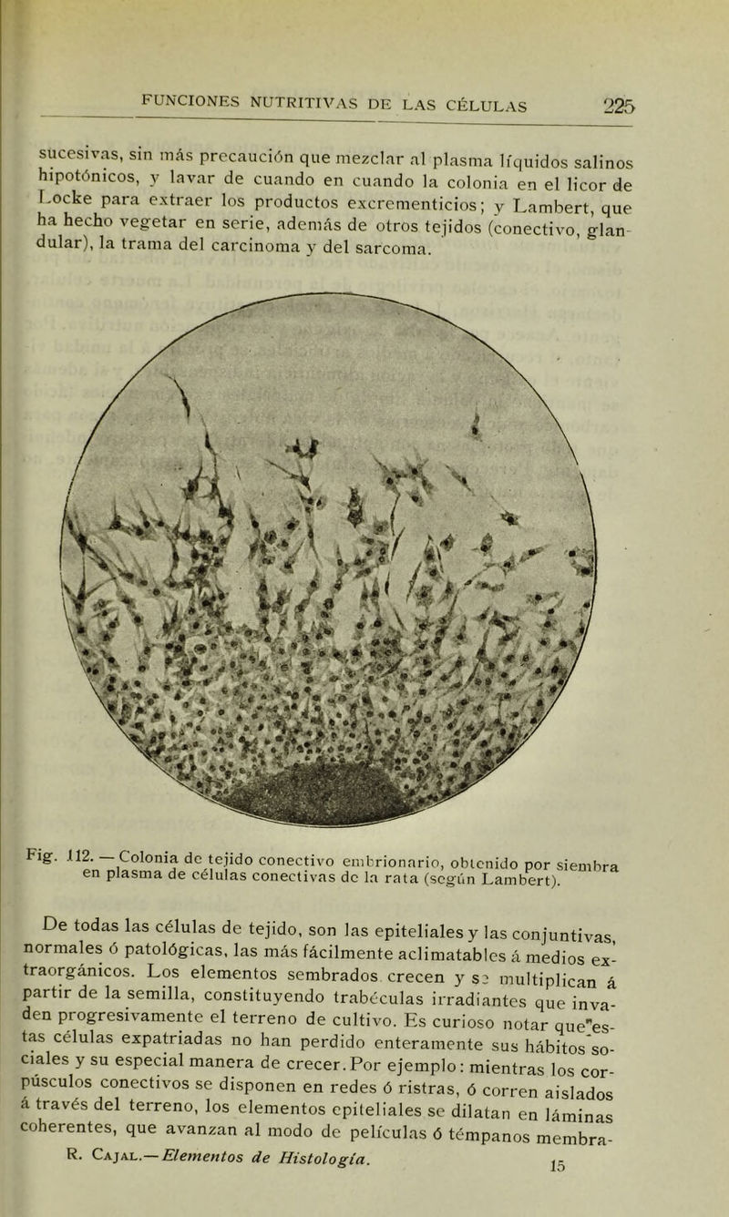 sucesivas, sin más precaución que mezclar al plasma líquidos salinos hipotónicos, y lavar de cuando en cuando la colonia en el licor de Imcke para extraer los productos excrementicios; y Lambert, que ha hecho vegetar en serie, además de otros tejidos (conectivo, glan dular), la trama del carcinoma y del sarcoma. Fig. ,112. Colonia de teüdo conectivo embrionario, obtenido por siembra en plasma de células conectivas de la rata (según Lambert). De todas las células de tejido, son las epiteliales y las conjuntivas, normales ó patológicas, las más fácilmente aclimatables á medios ex- traorgánicos. Los elementos sembrados crecen y S2 multiplican á partir de la semilla, constituyendo trabéculas irradiantes que inva- den progresivamente el terreno de cultivo. Es curioso notar que'es- tas células expatriadas no han perdido enteramente sus hábitos so- ciales y su especial manera de crecer.Por ejemplo: mientras tos cor- púsculos conectivos se disponen en redes ó ristras, ó corren aislados á través del terreno, los elementos epiteliales se dilatan en láminas coherentes, que avanzan al modo de películas ó témpanos membra- R. Cajxi..— Elementos de Histología. 15