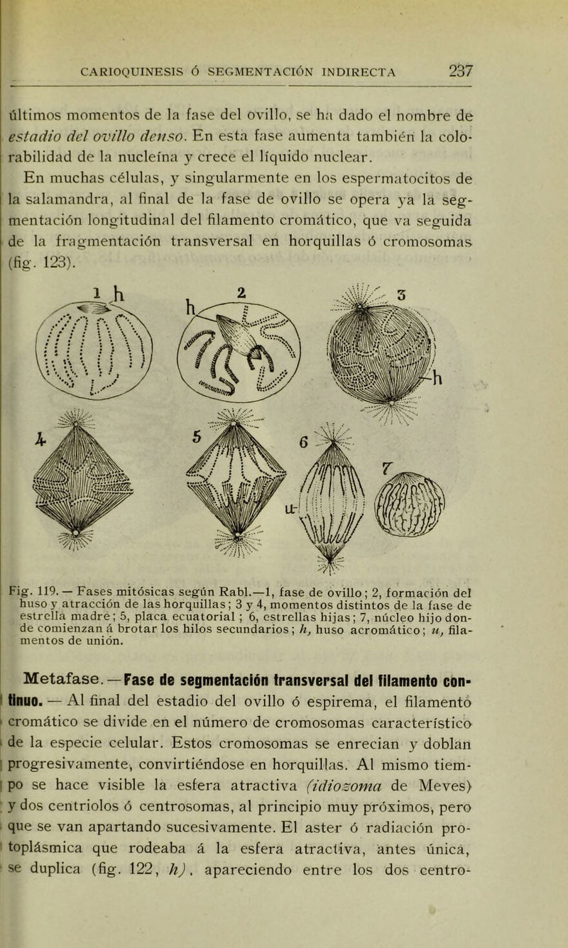 Últimos momentos de la fase del ovillo, se ha dado el nombre de estadio del ovillo denso. En esta fase aumenta también la colo- rabilidad de la nucleína y crece el líquido nuclear. En muchas células, y singularmente en los espermatocitos de la salamandra, al final de la fase de ovillo se opera ya la seg- mentación longitudinal del filamento cromático, que va seguida de la fragmentación transversal en horquillas ó cromosomas (fig. 123). Fig. 119. — Fases mitósicas según Rabí.—1, fase de ovillo; 2, formación del huso y atracción de las horquillas; 3 y 4, momentos distintos de la fase de estrella madre; 5, placa ecuatorial ; 6, estrellas hijas; 7, núcleo hijo don- de comienzan á brotar los hilos secundarios; h, huso acromático; u, fila- mentos de unión. Metafase. —Fase de segmentación transversal del filamento con' ' tinuo. — Al final del estadio del ovillo ó espirema, el filamento f cromático se divide en el número de cromosomas característico k de la especie celular. Estos cromosomas .se enredan y doblan r progresivamente, convirtiéndose en horquillas. Al mismo tiem- 1 po se hace visible la esfera atractiva (idiosoma de Meves) y dos centriolos ó centrosomas, al principio muy próximos, pero ‘ que se van apartando sucesivamente. El áster ó radiación pro- toplásmica que rodeaba á la esfera atractiva, antes única, ■se duplica (fig. 122, h), apareciendo entre los dos centro-