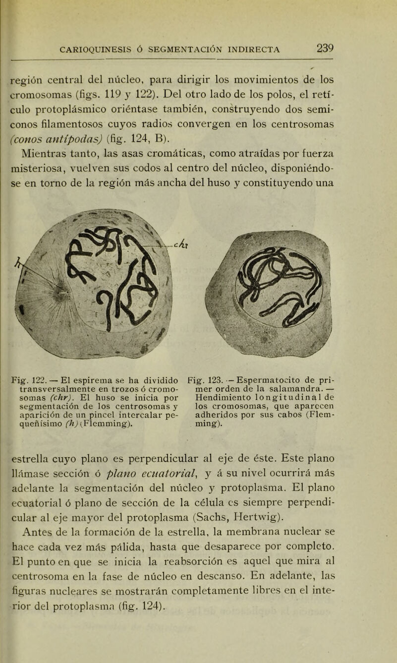 ’ región central del núcleo, para dirigir los movimientos de los : cromosomas (figs. 119 y 122). Del otro lado de los polos, el retí- I culo protoplásmico oriéntase también, construyendo dos semi- ; conos filamentosos cuyos radios convergen en los centrosomas ' (conos antípodas) (fig. 124, B). Mientras tanto, las asas cromáticas, como atraídas por fuerza I misteriosa, vuelven sus codos al centro del núcleo, disponiéndo- ¡ se en torno de la región más ancha del huso y constituyendo una i I Fig. 122. — El espirema se ha dividido transversalmente en trozos ó cromo- somas (chr). El huso se inicia por segmentación de los centrosomas y aparición de un pincel intercalar pe- queñísimo (Fiemming). Fig. 123.—Espermatocito de pri- mer orden de la salamandra. — Hendimiento longitudinal de los cromosomas, que aparecen adheridos por sus cabos (Flem- ming). estrella cuyo plano es perpendicular al eje de éste. Este plano llámase sección ó plano ecuatorial, y á su nivel ocurrirá más adelante la segmentación del núcleo 3^ protoplasma. El plano ecuatorial ó plano de sección de la célula es siempre perpendi- cular al eje ma3'or del protoplasma (Sachs, Hertwig). Antes de la formación de la estrella, la membrana nuclear se hace cada vez más pálida, hasta que desaparece por completo. El punto en que se inicia la reabsorción es aquel que mira al centrosoma en la fase de núcleo en descanso. En adelante, las figuras nucleares se mostrarán completamente libres en el inte- rior del protoplasma (fig. 124).