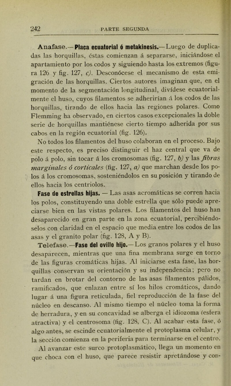 Anafase.—Placa ecuatorial ó metakinesis.—Luego de duplica- das las horquillas, éstas comienzan á separarse, iniciándose el apartamiento por los codos y siguiendo hasta los extremos (figu- ra 126 y fig. 127, c). Desconócese el mecanismo de esta emi- gración de las horquillas. Ciertos autores imaginan que, en el momento de la segmentación longitudinal, divídese ecuatorial- mente el huso, cuyos filamentos se adherirían á los codos de las horquillas, tirando de ellos hacia las regiones polares. Como Flemming ha observado, en ciertos casos excepcionales la doble serie de horquillas mantiénese cierto tiempo adherida por sus cabos en la región ecuatorial (fig. 126). No todos los filamentos del huso colaboran en el proceso. Bajo este respecto, es preciso distinguir el haz central que va de polo á polo, sin tocar á los cromosomas (fig. 127, h) y las fibras marginales ó corticales (fig. 127, a) que marchan desde los po- los á los cromosomas, sosteniéndolos en su posición y tirando de ellos hacia los centriolos. Fase de estrellas hijas. — Las asas acromáticas se corren hacia los polos, constituyendo una doble estrella que sólo puede apre- ciarse bien en las vistas polares. Los filamentos del huso han desaparecido en gran parte en la zona ecuatorial, percibiéndo- selos con claridad en el espacio que media entre los codos de las asas y el granito polar (fig. 128, A y B). Telefase.—-Fase del ovillo hijo.—Los granos polares y el huso desaparecen, mientras que una fina membrana surge en torno de las figuras cromáticas hijas. Al iniciarse esta fase, las hor- quillas conservan su orientación y su independencia; pero no tardan en brotar del contorno de las asas filamentos pálidos, ramificados, que enlazan entre sí los hilos cromáticos, dando lugar á una figura reticulada, fiel reproducción de la fase del núcleo en descanso. Al mismo tiempo el núcleo toma la forma de herradura, y en su concavidad se alberga el idiozoma (esfera atractiva) y el centrosoma (fig. 128, C). Al acabar esta fase, ó algo antes, se escinde ecuatorialmente el protoplasma celular, y la sección comienza en la periferia para terminarse en el centro. Al avanzar este surco protoplasmático, llega un momento en que choca con el huso, que parece i-esistir apretándose y con-