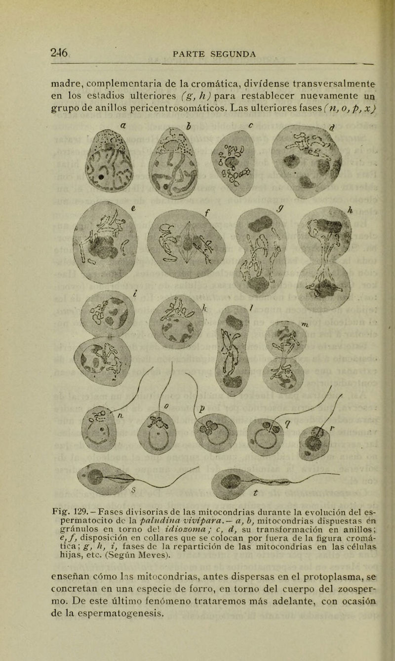 madre, complementaria de la cromática, divídense transversalmente en los estadios ulteriores (g,h)'pa.Tíi restablecer nuevamente un grupo de anillos pericentrosomáticos. Las ulteriores fases (n, o,p,x) Fig. 129.— Fases divisorias de las mitocondrias durante la evolución del es- permatocito de la palndiua vivípara.— a, b, mitocondrias dispuestas én gránalos en torno de! idiosoma; c, d, su transformación en anillos; e, f, disposición en collares que se colocan por fuera de la figura cromá- tica; g, h, i, fases de la repartición de las mitocondrias en las células hijas, etc. (Según Meves). enseñan cómo las mitocondrias, antes dispersas en el protoplasma, se concretan en una especie de forro, en torno del cuerpo del zoosper- mo. De este último fenómeno trataremos más adelante, con ocasión de la espermatogénesis.