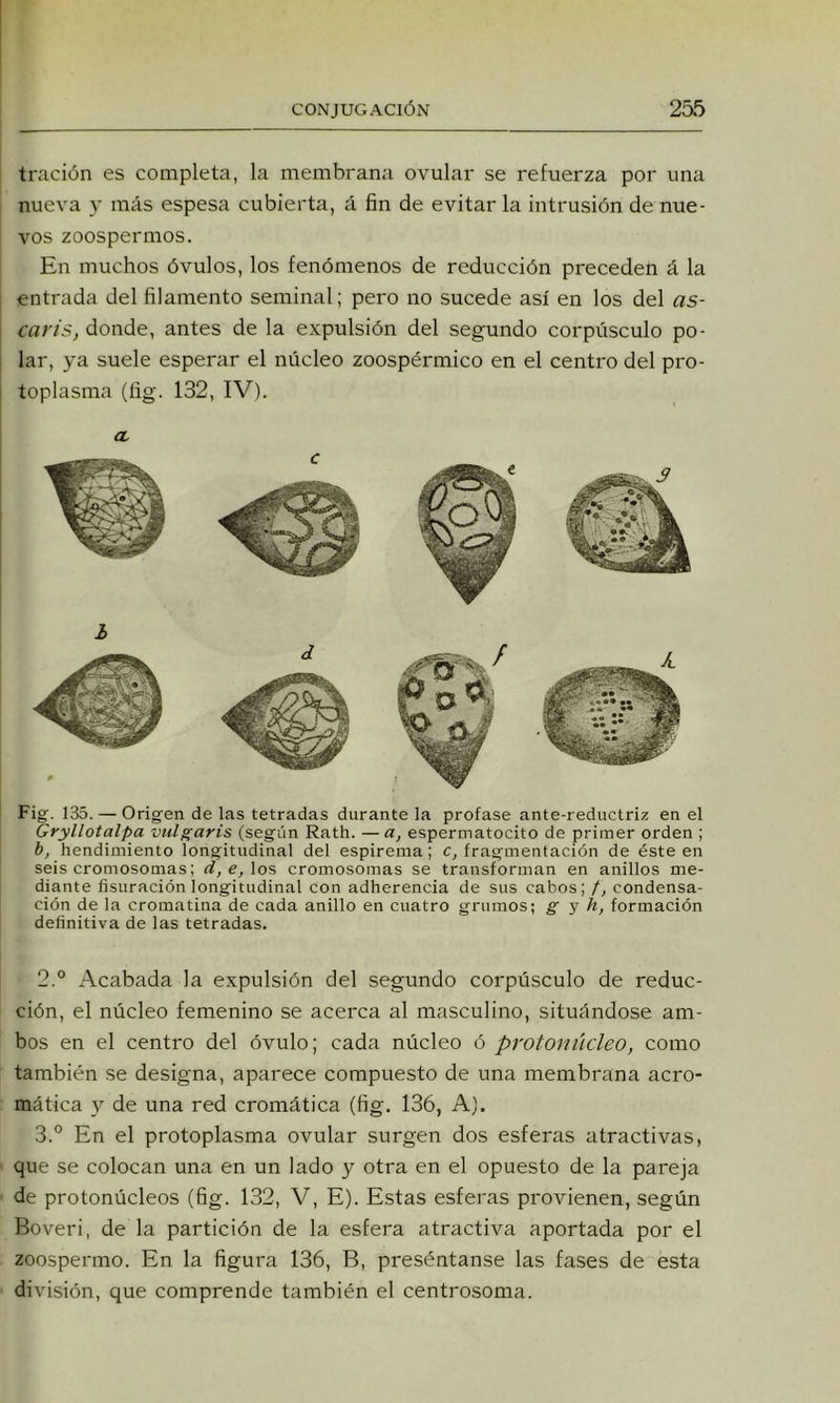 tración es completa, la membrana ovular se refuerza por una nueva y más espesa cubierta, á fin de evitar la intrusión de nue- vos zoospermos. En muchos óvulos, los fenómenos de reducción preceden á la entrada del filamento seminal; pero no sucede así en los del as- caris, donde, antes de la expulsión del segundo corpúsculo po- lar, ya suele esperar el núcleo zoospérmico en el centro del pro- toplasma (fig. 132, IV). Cí Fig. 135. — Origen de las tetradas durante la profase ante-reductriz en el Gryllotalpa vul^aris (según Rath. —a, espermatocito de primer orden ; b, hendimiento longitudinal del espirema; fragmentación de éste en seis cromosomas; d,e,\os cromosomas se transforman en anillos me- diante fisuración longitudinal con adherencia de sus cabos; f, condensa- ción de la cromatina de cada anillo en cuatro grumos; g y h, formación definitiva de las tetradas. 2. ° Acabada la expulsión del segundo corpúsculo de reduc- ción, el núcleo femenino se acerca al masculino, situándose am- bos en el centro del óvulo; cada núcleo ó protonúcleo, como también .se designa, aparece compuesto de una membrana acro- mática y de una red cromática (fig. 136, A). 3. ° En el protoplasma ovular surgen dos esferas atractivas, que se colocan una en un lado y otra en el opuesto de la pareja de protonúcleos (fig. 132, V, E). Estas esferas provienen, según Boveri, de la partición de la esfera atractiva aportada por el zoospermo. En la figura 136, B, preséntanse las fases de esta división, que comprende también el centrosoma.