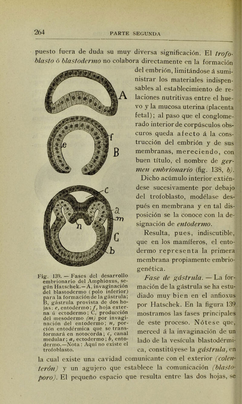 puesto fuera de duda su muy diversa significación. El trofo- blasío ó hlastodermo no colabora directamente en la formación del embrión, limitándose á sumi- nistrar los materiales indispen- sables al establecimiento de re- laciones nutritivas entre el hue- vo y la mucosa uterina (placenta fetal); al paso que el conglome- rado interior de corpúsculos obs- curos queda afecto á la cons- trucción del embrión y de sus membranas, mereciendo, con buen título, el nombre de ger- men embrionario (fig. 138, b). Dicho acúmulo interior extién- Fig. 139. — Fases dcl desarrollo embrionario del Ainphioxus, se- gún Hatschek. —A, invaginación del hlastodermo (polo inferior) para la formación de la gástrula; B, gástrula provista de dos ho- jas: e, entodermo; /) hoja exter- na li ectodermo; C, producción del mesodermo (m) por invagi- nación del entodermo; n, por- ción entodérmica que se trans- formará en notocorda; c, canal medular; a, ectodermo; ¿>, cnto- dermo.—Nota: Aquí no existe el trofoblasto. la cual existe una cavidad c< dese sucesivamente por debajo del trofoblasto, modélase des- pués en membrana y en tal dis- posición se la conoce con la de- signación de entodermo. Resulta, pues, indi.scutible, que en los mamíferos, el ento- dermo representa la primera membrana propiamente embrio- genética. Fase de gástrula. — La for- mación de la gástrula se ha estu- diado mu}' bien en el anfioxus por Hatschek. En la figura 139 mostramos las fases principales de este proceso. Nótese que, merced á la invaginación de un lado de la vesícula blastodérmi- ca, constituyese la gdstnda, en lunicante con el exterior fcolcn- terón) y un agujero que establece la comunicación (blasto- poro). El pequeño espacio que resulta entre las dos hojas, se
