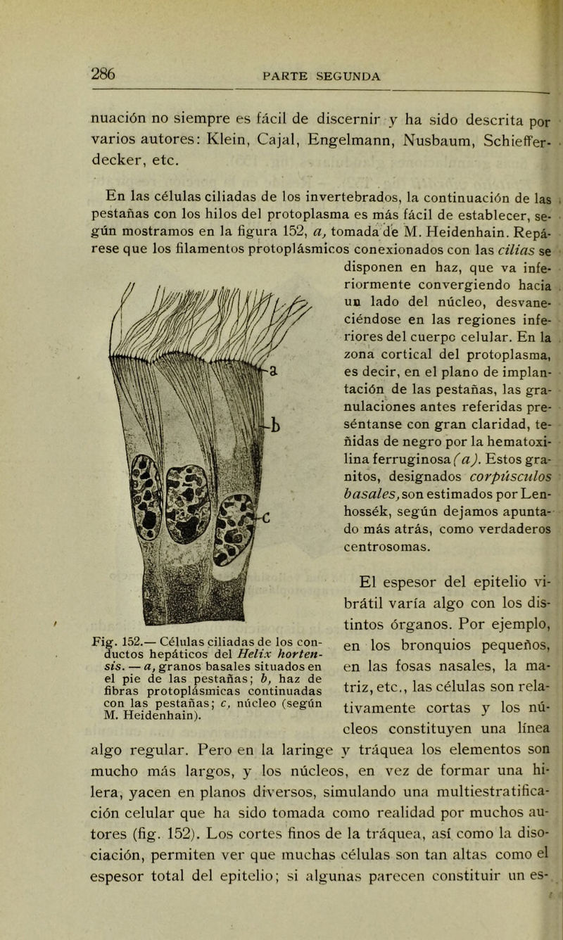 nuación no siempre es fácil de discernir y ha sido descrita por varios autores; Klein, Cajal, Engelmann, Nusbaum, Schieffer- decker, etc. En las células ciliadas de los invertebrados, la continuación de las pestañas con los hilos del protoplasma es más fácil de establecer, se- gún mostramos en la figura 152, a, tomada de M. Heidenhain. Repá- rese que los filamentos protoplásmicos conexionados con las cilias se disponen en haz, que va infe- riormente convergiendo hacia un lado del núcleo, desvane- ciéndose en las regiones infe- riores del cuerpo celular. En la zona cortical del protoplasma, es decir, en el plano de implan- tación de las pestañas, las gra- nulaciones antes referidas pre- séntanse con gran claridad, te- ñidas de negro por la hematoxi- lina ferruginosa (a). Estos gra- nitos, designados corpúsculos básales, son estimados por Len- hossék, según dejamos apunta- do más atrás, como verdaderos centrosomas. El espesor del epitelio vi- brátil varía algo con los dis- tintos órganos. Por ejemplo, en los bronquios pequeños, en las fosas nasales, la ma- triz, etc., las células son rela- tivamente cortas y los nú- cleos constitu)^en una línea algo regular. Pero en la laringe y tráquea los elementos son mucho más largos, y los núcleos, en vez de formar una hi- lera, yacen en planos diversos, simulando una multiestratifica- ción celular que ha sido tomada como realidad por muchos au- tores (fig. 152). Los cortes finos de la tráquea, así como la diso- ciación, permiten ver que muchas células son tan altas como el espesor total del epitelio; si algunas parecen constituir un es- Fig. 152.— Células ciliadas de los con- ductos hepáticos del Helix horten- sis. — a, granos básales situados en el pie de las pestañas; b, haz de fibras protoplásmicas continuadas con las pestañas; c, núcleo (según M. Heidenhain).