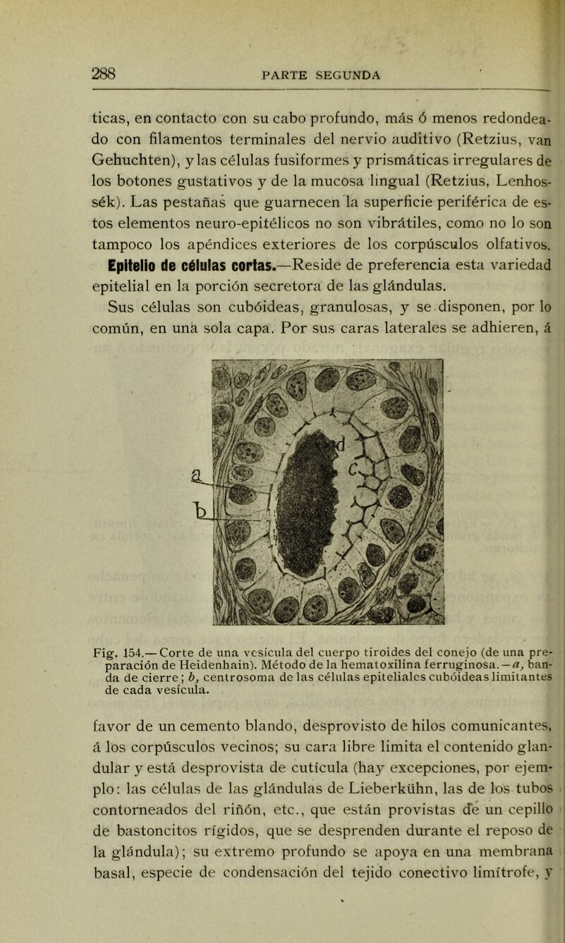 ticas, en contacto con su cabo profundo, más ó menos redondea- do con filamentos terminales del nervio auditivo (Retzius, van Gehuchten), y las células fusiformes y prismáticas irregulares de los botones gustativos y de la mucosa lingual (Retzius, Lenhos- sék). Las pestañas que guarnecen la superficie periférica de es- tos elementos neuro-epitélicos no son vibrátiles, como no lo son tampoco los apéndices exterioi'es de los corpúsculos olfativos. Epitelio de células cortas.—Reside de preferencia esta variedad epitelial en la porción secretora de las glándulas. Sus células son cubóideas, granulosas, y se disponen, por lo común, en uná sola capa. Por sus caras laterales se adhieren, á Fig. 154.— Corte de una vesícula del cuerpo tiroides del conejo (de una pre- paración de Heidenhain). Método de la hematoxilina ferruginosa. —ban- da de cierre; b, centrosoma délas células epiteliales cubóideas limitantes de cada vesícula. favor de un cemento blando, desprovisto de hilos comunicantes, á los corpúsculos vecinos; su cara libre limita el contenido glan- dular y está desprovista de cutícula (hay excepciones, por ejem- plo: las células de las glándulas de Lieberkühn, las de los tubos contorneados del riñón, etc., que están provistas efe un cepillo de bastoncitos rígidos, que .se desprenden durante el reposo de la glándula); su extremo profundo se apoya en una membrana basal, especie de condensación del tejido conectivo limítrofe, y