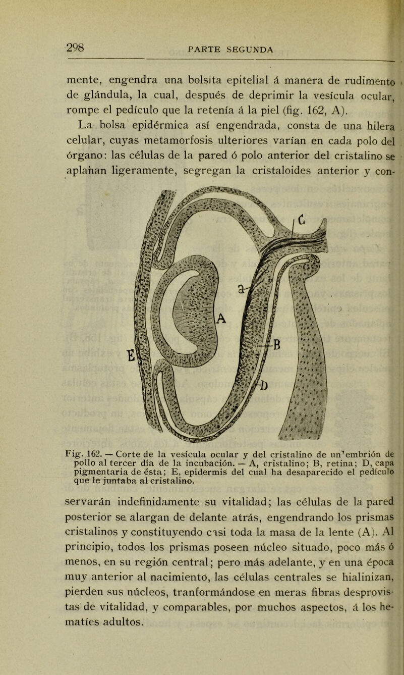 mente, engendra una bolsita epiteliíil á manera de rudimento de glándula, la cual, después de deprimir la vesícula ocular, rompe el pedículo que la retenía á la piel (fig. 162, A). La bolsa epidérmica así engendrada, consta de una hilera celular, cuyas metamorfosis ulteriores varían en cada polo del órgano: las células de la pared ó polo anterior del cristalino se aplanan ligeramente, segregan la cristaloides anterior y con- Fig. 162. — Corte de la vesícula ocular y del cristalino de un^embrión de pollo al tercer día de la incubación. — A, cristalino; B, retina; D, capa pigmentaria de ésta; E, epidermis del cual ha desaparecido el pedículo que le juntaba al cristalino. servarán indefinidamente su vitalidad; las células de la pared posterior se alargan de delante atrás, engendrando los prismas cristalinos y constituyendo casi toda la masa de la lente (A). Al principio, todos los prismas poseen núcleo situado, poco más ó menos, en su región central; pero más adelante, en una época muy anterior al nacimiento, las células centrales se hialinizan, pierden sus núcleos, tranformándose en meras fibras desprovis- tas de vitalidad, y comparables, por muchos aspectos, á los he- matíes adultos.