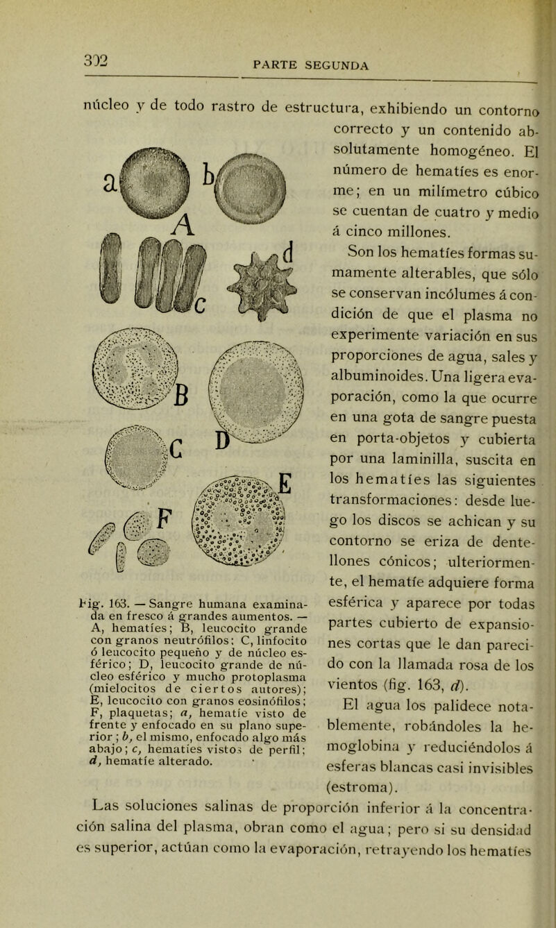 PARTE SEGUNDA núcleo y de todo rastro de estructura, exhibiendo un contorno Pig. 163. —Sangre humana examina- da en fresco á grandes aumentos. — A, hematíes; B, leucocito grande con granos neutrófilos: C, linfocito ó leucocito pequeño y de núcleo es- férico ; D, leucocito grande de nú- cleo esférico y mucho protoplasma (mielocitos de ciertos autores); E, leucocito con granos eosinóñlos; F, plaquetas; a, hematíe visto de frente y enfocado en su plano supe- rior ; b, el mismo, enfocado algo más abajoheuiaties vistos de perfil; d, hematíe alterado. correcto y un contenido ab- .solutamente homogéneo. El número de hematíes es enor- me; en un milímetro cúbico se cuentan de cuatro y medio á cinco millones. Son los hematíes formas su- mamente alterables, que sólo se conservan incólumes á con- dición de que el plasma no experimente variación en sus proporciones de agua, sales y albuminoides.Una ligera eva- poración, como la que ocurre en una gota de sangre puesta en porta-objetos j cubierta por una laminilla, suscita en los hematíes las siguientes transformaciones: desde lue- go los discos se achican y su contorno se eriza de dente- llones cónicos; ulteriormen- te, el hematíe adquiere forma esférica y aparece por todas partes cubierto de expansio- nes cortas que le dan pareci- do con la llamada rosa de los vientos (hg. 163, d). El agua los palidece nota- blemente, robándoles la he- moglobina y reduciéndolos á esferas blancas casi invisibles (estroma). Las soluciones salinas de proporción inferior á la concentra- ción salina del plasma, obran como el agua; pero si su densidad es superior, actúan como la evaporación, retrayendo los hematíes