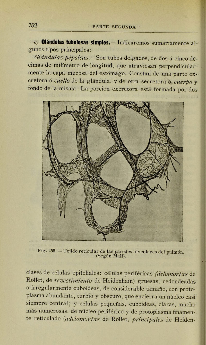 c) Glándulas tubulosas simples.— Indicaremos sumariamente al- gunos tipos principales: Glándulas pépsicas.—Son tubos delgados, de dos á cinco dé- cimas de milímetro de longitud, que atraviesan perpendicular- mente la capa mucosa del estómago. Constan de una parte ex- cretora ó cuello de la glándula, y de otra secretora ó cuerpo y fondo de la misma. La porción excretora está formada por dos Fig. 453. — Tejido reticular de las paredes alveolares del pulmón. (Según Malí). clases de células epiteliales: células periféricas (deloruorfas de Rollet, de revestimiento de Heidenhain) gruesas, redondeadas ó irregularmente cuboideas, de considerable tamaño, con proto- plasma abundante, turbio y obscuro, que encierra un núcleo casi siempre central; y células pequeñas, cuboideas, claras, mucho más numerosas, de núcleo periférico y de protoplasma finamen- te reticulado {adelomorfas de Rollet. principales de Heiden-