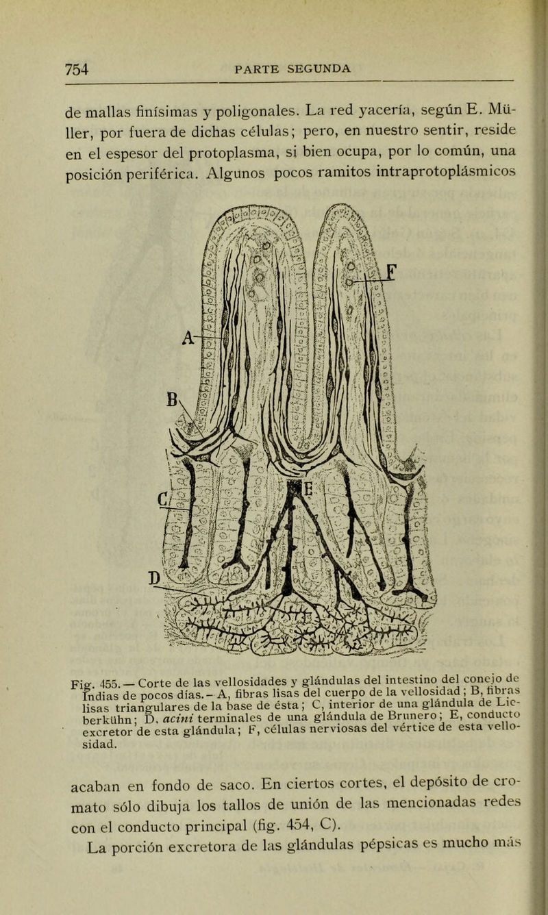 de mallas finísimas y poligonales. La red yacería, según E. Mü- 11er, por fuera de dichas células; pero, en nuestro sentir, reside en el espesor del protoplasma, si bien ocupa, por lo común, una posición periférica. Algunos pocos ramitos intraprotoplásmicos Fie- 455 — Corte de las vellosidades y glándulas del intestino del conejo de Indias de pocos días. - A, fibras lisas del cuerpo de la vellosidad; B, fibras lisas triangulares de la base de ésta; C, interior de una glándula de Eic- berklihn' D, acini terminales de una glándula de Brunero; E, conducto excretor de esta glándula; F, células nerviosas del vértice de esta vello- sidad. acaban en fondo de saco. En ciertos cortes, el depósito de cro- mato sólo dibuja los tallos de unión de las mencionadas redes con el conducto principal (fig. 454, C). La porción excretora de las glándulas pépsicas es mucho más