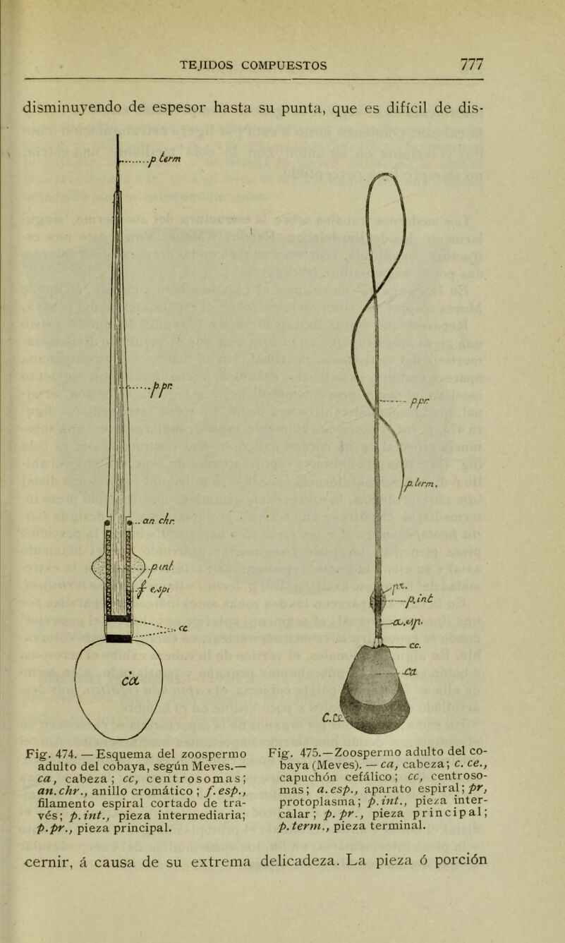 disminuyendo de espesor hasta su punta, que es difícil de dis- .p Urm Fig. 474. —Esquema del zoospermo adulto del cobaya, según Meves.— ca, cabeza; cc, centrosomas; an.chr., anillo cromático ; f.esp., filamento espiral cortado de tra- vés; p.int., pieza intermediaria; p.pr., pieza principal. Fig. 475. —Zoospermo adulto del co- baya (Meves). — ca, cabeza; c. ce., capuchón cefálico; cc, centroso- mas; a.esp., aparato espiral;/»', protoplasina; p.int., pieza inter- calar; p.pr., pieza principal; p. term., pieza terminal. cernir, á causa de su extrema delicadeza. La pieza ó porción