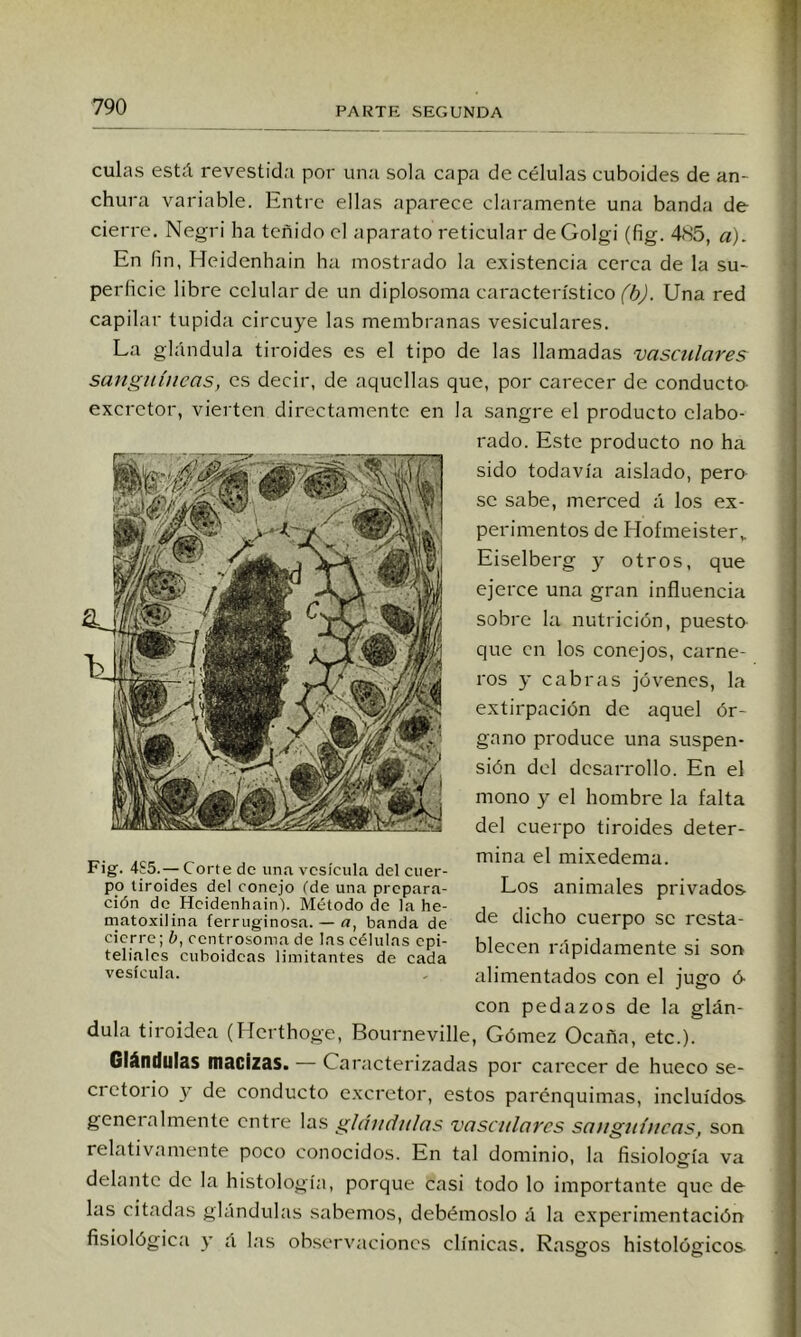 culas está revestida por una sola capa de células cuboides de an- chura variable. Entre ellas aparece claramente una banda de cierre. Negri ha teñido el aparato reticular deGolgi (fig. 485, á). En fin, Heidenhain ha mostrado la existencia cerca de la su- perficie libre celular de un diplosoma característico (b). Una red capilar tupida circuye las membranas vesiculares. La glándula tiroides es el tipo de las llamadas vasculares sanguíneas, es decir, de aquellas que, por carecer de conducto- excretor, vierten directamente en la sangre el producto elabo- rado. Este producto no ha sido todavía aislado, pera se sabe, merced á los ex- perimentos de Hofmeister,. Eiselberg y otros, que ejerce una gran influencia sobre la nutrición, puesta que en los conejos, carne- ros y cabras jovenes, la extirpación de aquel ór- gano produce una suspen- sión del desarrollo. En el mono y el hombre la falta del cuerpo tiroides deter- mina el mixedema. Los animales privados- de dicho cuerpo se resta- blecen rápidamente si son alimentados con el jugo 6 con pedazos de la glán- dula tiroidea (Herthoge, Bourneville, Gómez Ocaña, etc.). Glándulas macizas. — Caracterizadas por carecer de hueco se- cretorio y de conducto c.xcretor, estos parénquimas, incluidos- gcneialmente entre las glándulas vasculares sanguíneas, son relativamente poco conocidos. En tal dominio, la fisiolosfín va delante de la histología, porque casi todo lo importante que de las citadas glándulas sabemos, debérnoslo á la experimentación fisiológica y á las observaciones clínicas. Rasgos histológicos Fig. 4S5.-—Corte de una vesícula del cuer- po tiroides del conejo (de una prepara- ción de Heidenhain). Método de la he- matoxilina ferruginosa. — fl, banda de cierre; h, centrosoma de las células epi- teliales cuhoidcas limitantes de cada vesícula.