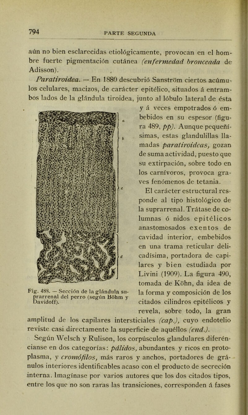 aún no bien esclarecidas etiológicamente, provocan en el hom- bre fuerte pigmentación cutánea (enfermedad bronceada de Adisson). Paratiroidea. — En 1880 descubrió Sanstrom ciertos acúmu- los celulares, macizos, de carácter epitélico, situados á entram- bos lados de la glándula tiroidea, junto al lóbulo lateral de ésta y á veces empotrados ó em- bebidos en su espesor (figu- ra 489, pp). Aunque pequeñí- simas, estas glandulillas lla- madas paratiroideas, gozan de suma actividad, puesto que su extirpación, sobre todo en los carnívoros, provoca gra- ves fenómenos de tetania. a h El carácter estructural res- ponde al tipo histológico de la suprarrenal. Trátase de co- lumnas ó nidos cpitélicos anastomosados exentos de cavidad interior, embebidos en una trama reticular deli- cadísima, portadora de capi- lares y bien estudiada por Livini (1909). La figura 490, tomada de Kohn, da idea de Fig. 488. — Sección de la glándula su- forma y composición de los prarrenal del perro (según Bóhni y . . . . citados cilindros epitélicos y revela, sobre todo, la gran Davidoff). amplitud de los capilares intersticiales (cap.), cuyo endotelio reviste casi directamente la superficie de aquéllos (end.). Según Welsch y Rulison, los corpúsculos glandulares diferén- cianse en dos categorías: pálidos, abundantes y ricos en proto- plasma, y cromó filos, más raros y anchos, portadores de grá- nulos interiores idcntificables acaso con el producto de secreción interna. Imagínase por varios autores que los dos citados tipos, entre los que no son raras las transiciones, corresponden á fases