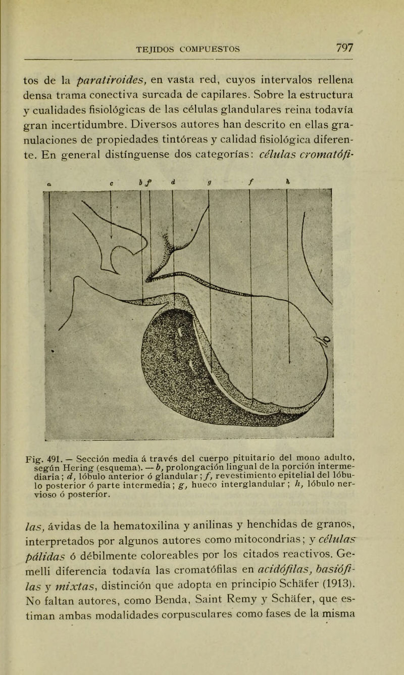 tos de la paratiroides, en vasta red, cuyos intervalos rellena densa trama conectiva surcada de capilares. Sobre la estructura 3' cualidades fisiológicas de las células glandulares reina todavía gran incertidunibre. Diversos autores han descrito en ellas gra- nulaciones de propiedades tintóreas y calidad fisiológica diferen- te. En general distínguense dos categorías: células cromatófi- Fig. 491. — Sección media á través del cuerpo pituitario del nnoiio adulto, según Hering (esquema). —b, prolongación lingual de la porción interme- diaria; d, lóbulo anterior ó glandular ;y, revestimiento epitelial del lóbu- lo posterior ó parte intermedia; g, hueco interglandular ; h, lóbulo ner- vioso ó posterior. las, ávidas de la hematoxilina y anilinas y henchidas de granos, interpretados por algunos autores como mitocondrias; y células pálidas ó débilmente coloreables por los citados reactivos. Ge- melli diferencia todavía las croniatófilas en acidófilas, basiófi- las y mixtas, distinción que adopta en principio Schafer (1913). No faltan autores, como Benda, Saint Remy y Schílfer, que es- timan ambas modalidades corpusculares como fases de la misma