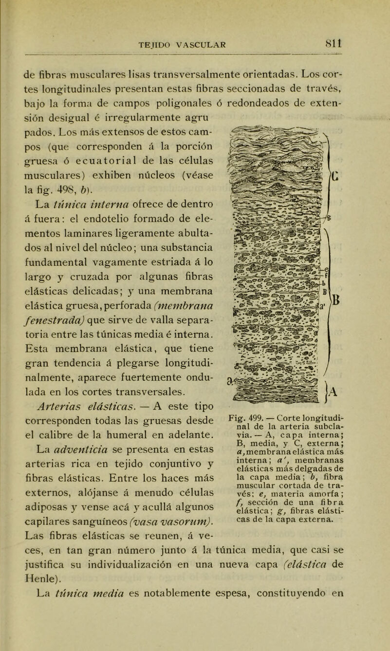 Sil de fibras musculares lisas transversalmente orientadas. Los cor- tes longitudinales presentan estas fibras seccionadas de través, bajo la forma de campos poligonales ó sión desigual é irregularmente agru pados. Los más extensos de estos cam- pos (que corresponden á la porción gruesa ó ecuatorial de las células musculares) exhiben núcleos (véase la fig. 498, b). La Uhiica interna ofrece de dentro á fuera: el endotelio formado de ele- mentos laminares ligeramente abulta- dos al nivel del núcleo; una substancia fundamental vagamente estriada á lo largo y cruzada por algunas fibras elásticas delicadas; )' una membrana elástica gruesa, perforada (membrana fenestrada) que sirve de valla separa- toria entre las túnicas media é interna. Esta membrana elástica, que tiene gran tendencia á plegarse longitudi- nalmente, aparece fuertemente ondu- lada en los cortes transversales. Arterias elásticas. — A este tipo corresponden todas las gruesas desde el calibre de la humeral en adelante. La adventicia se presenta en estas arterias rica en tejido conjuntivo y fibras elásticas. Entre los haces más externos, alójanse á menudo células adiposas 3’ vense acá 3' acullá algunos capilares sanguíneos (vasa vasorum). redondeados de exten- Fig. 499. — Corte longitudi- nal de la arteria subcla- via. — A, capa interna; B, media, y C, externa; a,membrana elástica más interna; a', membranas elásticas más delgadas de la capa media; b, fibra muscular cortada de tra- vés; e, materia amorfa; ^ sección de una fibra elástica; g, fibras elásti- cas de la capa externa. Las fibras elásticas .se reúnen, á ve- ces, en tan gran número junto á la túnica media, que casi se justifica su individualización en una nueva capa (elástica de Henle). La ti'mica media es notablemente e.spesa, constituyendo en