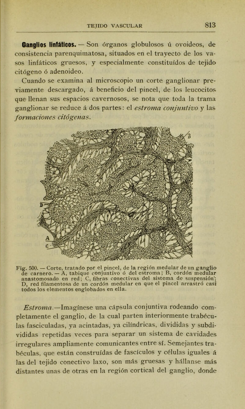 Ganglios linfáticos. — Son órganos globulosos ú ovoideos, de consistencia parenquimatosa, situados en el trayecto de los va- sos linfáticos gruesos, y especialmente constituidos de tejido citógeno ó adenoideo. Cuando se examina al microscopio un corte ganglionar pre- viamente descargado, á beneficio del pincel, de los leucocitos que llenan sus espacios cavernosos, se nota que toda la trama ganglionar se reduce á dos partes: el estroma conjuntivo y las formaciones citó ge ñas. Fig. 500. — Corte, tratado por el pincel, de la región medular de un ganglio de carnero. — A, tabique conjuntivo ó del estroma; B, cordón medular anastomosado en red; C, fibras conectivas del sistema de suspensión'; D, red filamentosa de un cordón medular en que el pincel arrastró casi todos los elementos englobados en ella. Estroma.—Imagínese una cápsula conjuntiva rodeando com- pletamente el ganglio, de la cual parten interiormente trabécu- las fasciculadas, ya acintadas, ya cilindricas, divididas y subdi- vididas repetidas veces para separar un sistema de cavidades irregulares ampliamente comunicantes entre sí. Semejantes tra- béculas, que están construidas de fascículos y células ¡guales á las del tejido conectivo laxo, son más grue.sas y bállanse más distantes unas de otras en la región cortical del ganglio, donde