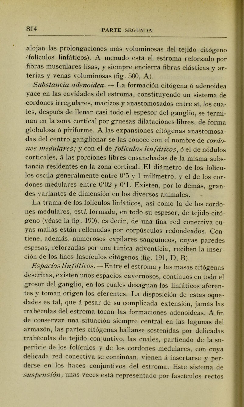 alojan las prolongaciones más voluminosas del tejido citógeno /folículos linfáticos). A menudo está el estroma reforzado por fibras musculares lisas, y siempre encierra fibras elásticas y ar- terias y venas voluminosas (fig. 500, A). Substancia adenoidea. — La formación citógena ó adenoidea yace en las cavidades del estroma, constituyendo un sistema de cordones irregulares, macizos y anastomosados entre sí, los cua- les, después de llenar casi todo el espesor del ganglio, se termi- nan en la zona cortical por gruesas dilataciones libres, de forma globulosa ó piriforme. A las expansiones citógenas anastomosa- das del centro ganglionar se las conoce con el nombre de cordo- nes medulares; y con el de folictdos linfáticos, ó el de nódulos corticales, á las porciones libres ensanchadas de la misma subs- tancia residentes en la zona cortical. El diámetro de los folícu- los oscila generalmente entre 0‘5 y 1 milímetro, y el de los cor- dones medulares entre 0‘02 y 0‘1. Existen, por lo demás, gran- des variantes de dimensión en los diversos animales. La trama de los folículos linfáticos, así como la de los cordo- nes medulares, está formada, en todo su espesor, de tejido citó- geno (véase la fig. 190), es decir, de una fina red conectiva cu- yas mallas están rellenadas por corpúsculos redondeados. Con- tiene, además, numerosos capilares sanguíneos, cuyas paredes e.spesas, reforzadas por una túnica adventicia, reciben la inser- ción de los finos fascículos citógenos (fig. 191, D, B). Espacios linfáticos. — Entre el estroma y las masas citógenas descritas, existen unos espacios cavernosos, continuos en todo el grosor del ganglio, en los cuales desaguan los linfáticos aferen- tes y toman origen los eferentes. La disposición de estas oque- dades es tal, que á pesar de su complicada extensión, jamás las trabéculas del estroma tocan las formaciones adenoideas. A fin de conservar una situación siempre central en las lagunas del armazón, las partes citógenas hállanse .sostenidas por delicadas trabéculas de tejido conjuntivo, las cuales, partiendo de la su- perficie de los folículos y de los cordones medulares, con cuya delicada red conectiva se continúan, vienen á insertarse y per- derse en los haces conjuntivos del estroma. Este sistema de suspensión, unas veces está representado por fascículos rectos