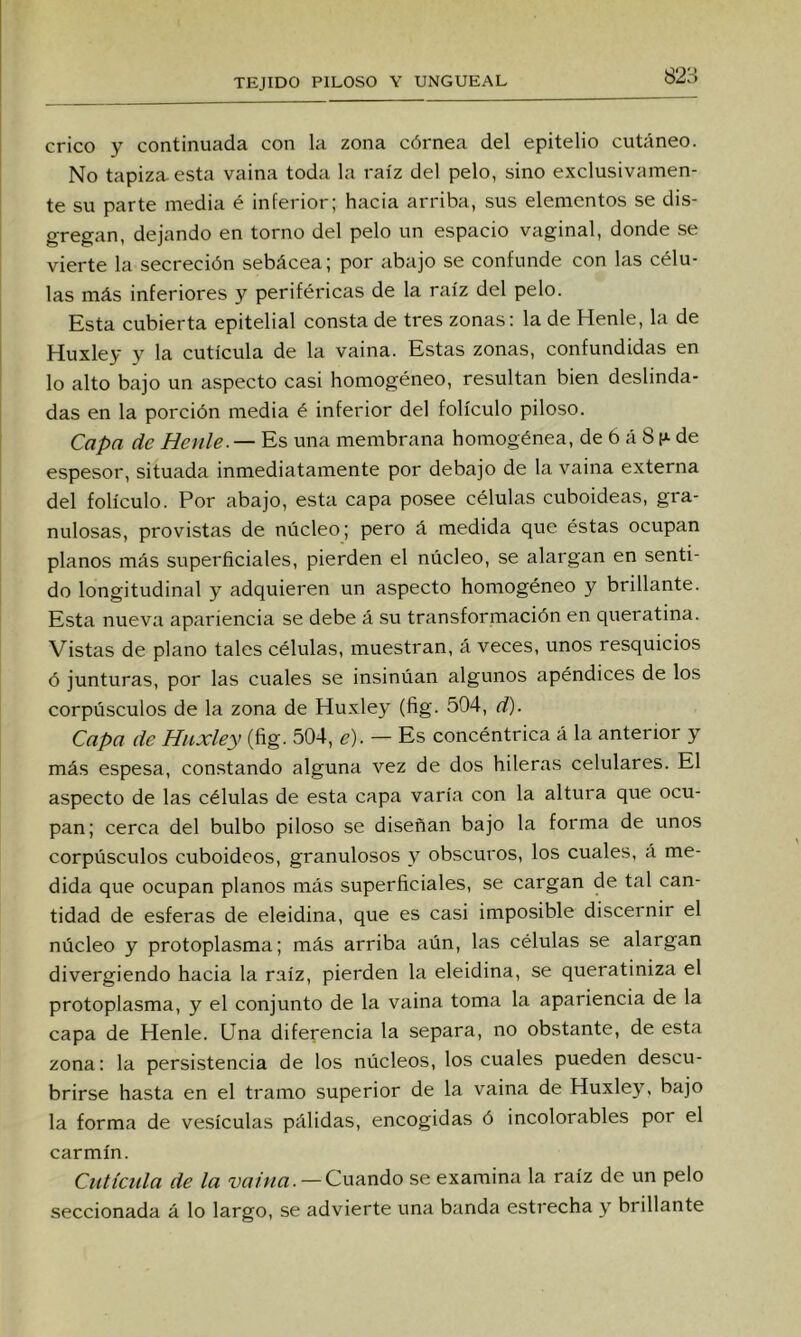 82:-: crico y continuada con la zona cói'nea del epitelio cutáneo. No tapiza, esta vaina toda la raíz del pelo, sino exclusivamen- te su parte media é inferior; hacia arriba, sus elementos se dis- gregan, dejando en torno del pelo un espacio vaginal, donde se vierte la secreción sebácea; por abajo se confunde con las célu- las más inferiores y periféricas de la raíz del pelo. Esta cubierta epitelial consta de tres zonas: la de Henle, la de Huxley y la cutícula de la vaina. Estas zonas, confundidas en lo alto bajo un aspecto casi homogéneo, resultan bien deslinda- das en la porción media é inferior del folículo piloso. Capa de Henle.—una membrana homogénea, de ó á 8 ¡* de espesor, situada inmediatamente por debajo de la vaina externa del folículo. Por abajo, esta capa posee células cuboideas, gra- nulosas, provistas de núcleo; pero á medida que éstas ocupan planos más superficiales, pierden el núcleo, se alargan en senti- do longitudinal y adquieren un aspecto homogéneo y brillante. Esta nueva apariencia se debe á su transformación en queratina. Vistas de plano tales células, muestran, á veces, unos resquicios ó junturas, por las cuales se insinúan algunos apéndices de los corpúsculos de la zona de Huxley (fig. 504, d). Capa de Huxley (fig. 504, e). — Es concéntrica á la anterior y más espesa, constando alguna vez de dos hileras celulares. El aspecto de las células de esta capa varía con la altura que ocu- pan; cerca del bulbo piloso se diseñan bajo la forma de unos corpúsculos cuboideos, granulosos y obscuros, los cuales, á me- dida que ocupan planos más superficiales, se cargan de tal can- tidad de esferas de eleidina, que es casi imposible discernir el núcleo y protoplasma; más arriba aún, las células se alargan divergiendo hacia la raíz, pierden la eleidina, se queratiniza el protoplasma, y el conjunto de la vaina toma la apariencia de la capa de Henle. Una diferencia la separa, no obstante, de esta zona: la persistencia de los núcleos, los cuales pueden descu- brirse hasta en el tramo superior de la vaina de Huxley, bajo la forma de vesículas pálidas, encogidas ó incolorables por el carmín. Culícida de la vaina. — Cuando se examina la raíz de un pelo seccionada á lo largo, se advierte una banda estrecha y brillante