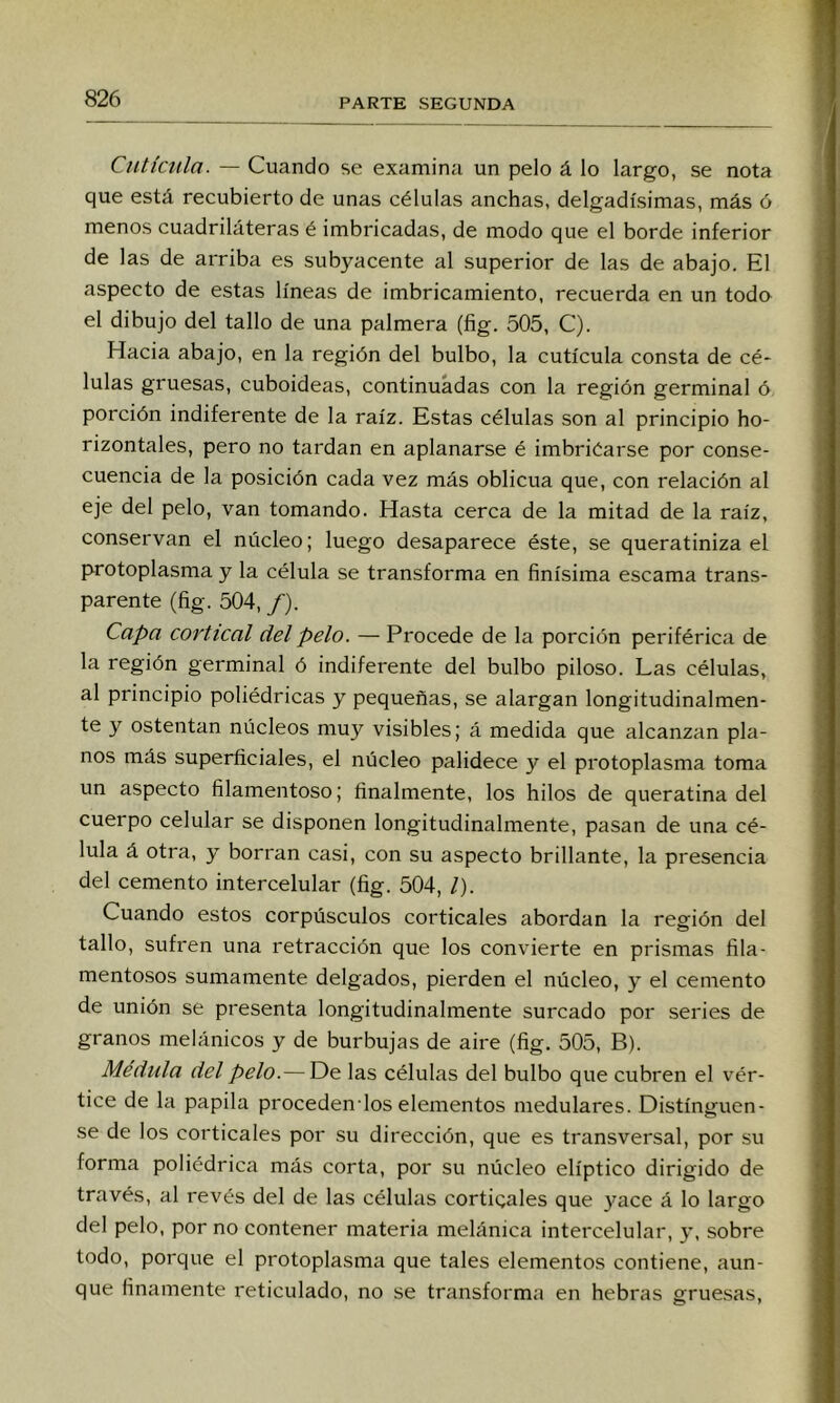 Cutícula. — Cuando se examina un pelo á lo largo, se nota que está recubierto de unas células anchas, delgadísimas, más ó menos cuadriláteras é imbricadas, de modo que el borde inferior de las de arriba es subyacente al superior de las de abajo. El aspecto de estas líneas de imbricamiento, recuerda en un toda el dibujo del tallo de una palmera (fig. 505, C). Hacia abajo, en la región del bulbo, la cutícula consta de cé- lulas gruesas, cuboideas, continuadas con la región germinal ó porción indiferente de la raíz. Estas células son al principio ho- rizontales, pero no tardan en aplanarse é imbriéarse por conse- cuencia de la posición cada vez más oblicua que, con relación al eje del pelo, van tomando. Hasta cerca de la mitad de la raíz, conservan el núcleo; luego desaparece éste, se queratiniza el protoplasma y la célula se transforma en finísima escama trans- parente (fig. 504, f). Capa cortical del pelo. — Procede de la porción periférica de la región germinal ó indiferente del bulbo piloso. Las células, al principio poliédricas y pequeñas, se alargan longitudinalmen- te y ostentan núcleos muy visibles; á medida que alcanzan pla- nos más superficiales, el núcleo palidece y el protoplasma toma un aspecto filamentoso; finalmente, los hilos de queratina del cuerpo celular se disponen longitudinalmente, pasan de una cé- lula á otra, y borran casi, con su aspecto brillante, la presencia del cemento intercelular (fig. 504, l). Cuando estos corpúsculos corticales abordan la región del tallo, sufren una retracción que los convierte en prismas fila- mentosos sumamente delgados, pierden el núcleo, y el cemento de unión se presenta longitudinalmente surcado por series de granos melánicos y de burbujas de aire (fig. 505, B). Médula del pelo.— De las células del bulbo que cubren el vér- tice de la papila proceden los elementos medulares. Distínguen- se de los corticales por su dirección, que es transversal, por su forma poliédrica más corta, por su núcleo elíptico dirigido de través, al revés del de las células corticales que yace á lo largo del pelo, por no contener materia melánica intercelular, y, sobre todo, porque el protoplasma que tales elementos contiene, aun- que finamente reticulado, no se transforma en hebras grue.sas.