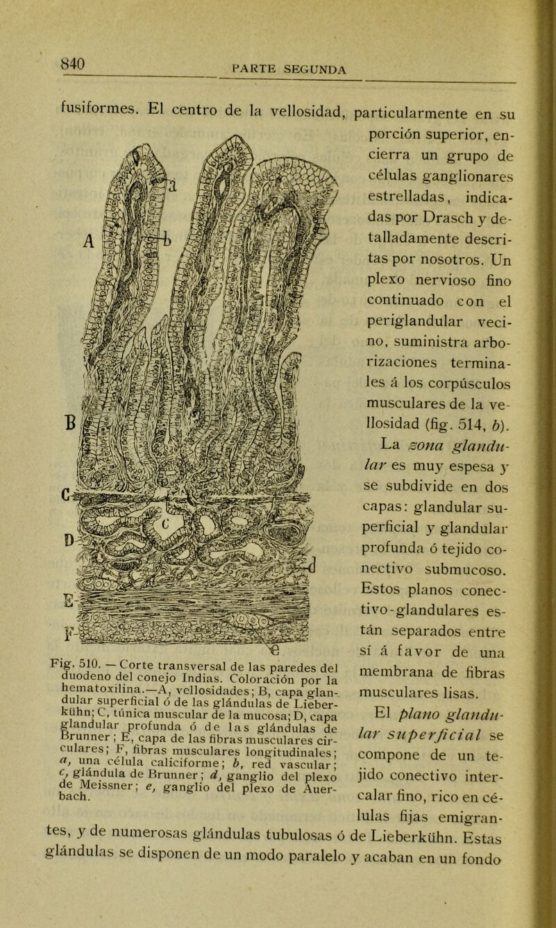 PARTE SEGUNDA fusiformes. El centro de la vellosidad, particularmente en su ~ Corte transversal de las paredes del duodeno del conejo Indias. Coloración por la hcinatoxilina.—A, vellosidades; B, capa glan- dular superficial ó de las glándulas de Lieber- kUhn; C, túnica muscular de la mucosa; D, capa glandular profunda ó de las glándulas de Brunner , E, capa de las fibras musculares cir- culares; F, fibras musculares longitudinales; n, una célula caliciforme; b, red vascular; c, glándula de Brunner; d, ganglio del plexo de Meissner; e, ganglio del plexo de Auer- bach. porción superior, en- cierra un grupo de células ganglionares estrelladas, indica- das por Drasch y de- talladamente descri- tas por nosotros. Un plexo nervioso fino continuado con el periglandular veci- no, suministra arbo- rizaciones termina- les á los corpúsculos musculares de la ve- llosidad (fig. 514, b). La somi glatidti- lar es muy espesa y se subdivide en dos capas: glandular su- perficial y glandular profunda ó tejido co- nectivo submucoso. Estos planos conec- tivo-glandulares es- tán separados entre sí á favor de una membrana de fibras musculares lisas. El plano glandu- lar superficial se compone de un te- jido conectivo inter- calar fino, rico en cé- lulas fijas emigran- tes, y de numerosas glándulas tubulosas ó de Lieberkühn. Estas glándulas se disponen de un modo paralelo v acaban en un fondo